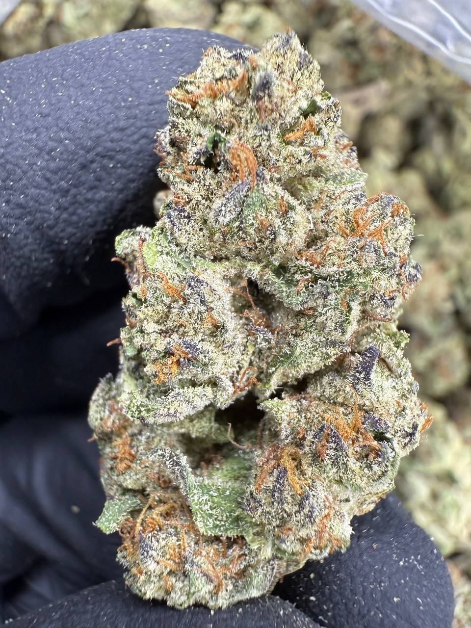 Cookies and Cream - THCA BULK Flower - Sungrown