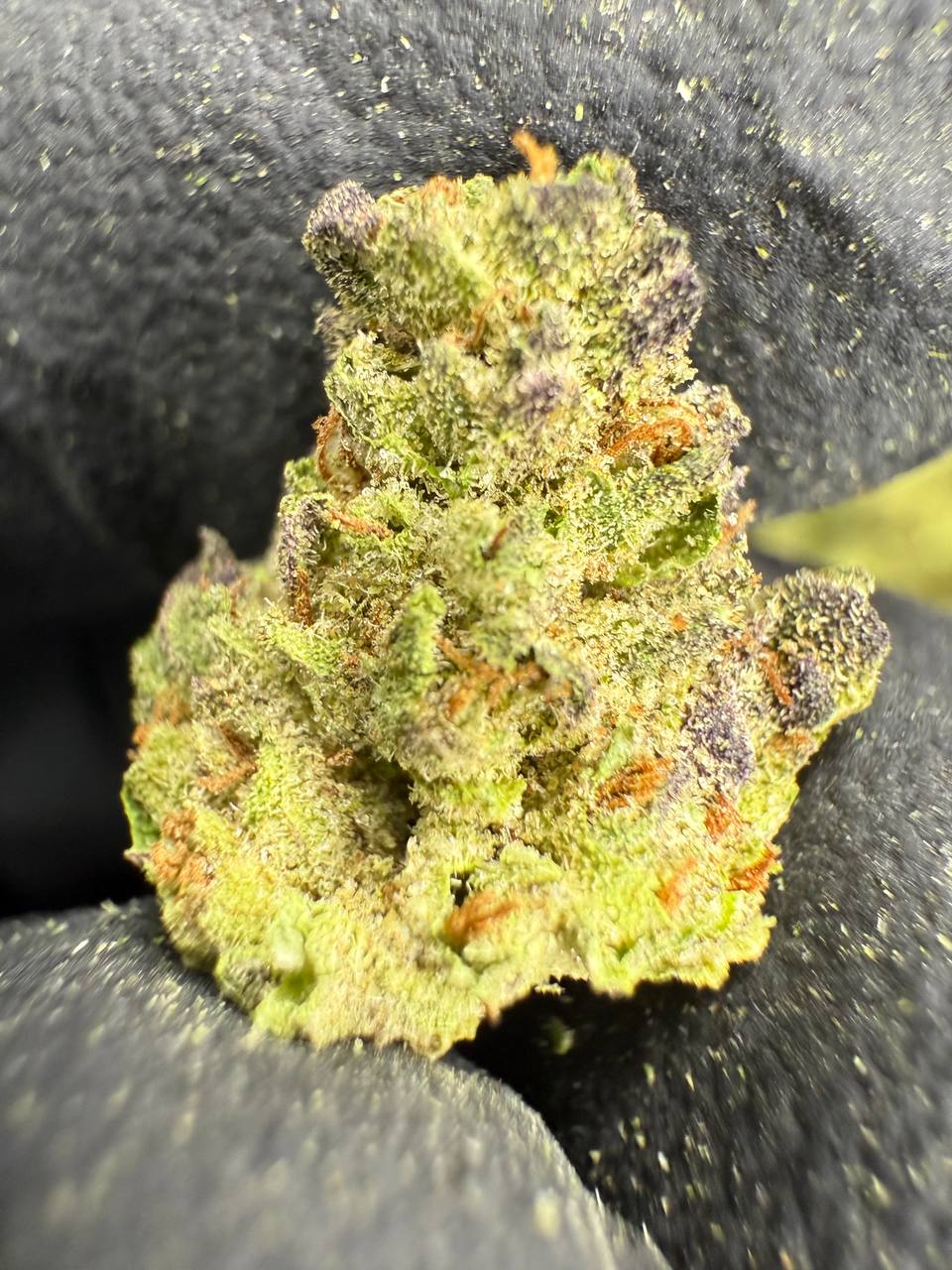Cookies and Cream - THCA Flower - Greenhouse Gold Nuggets