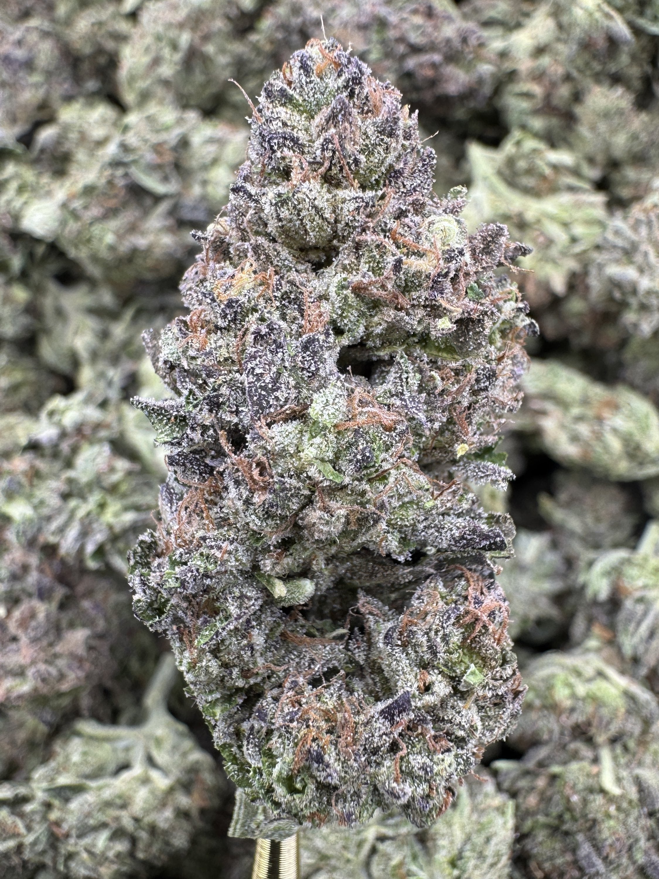 Crunch Berries - THCA BULK Flower - Greenhouse
