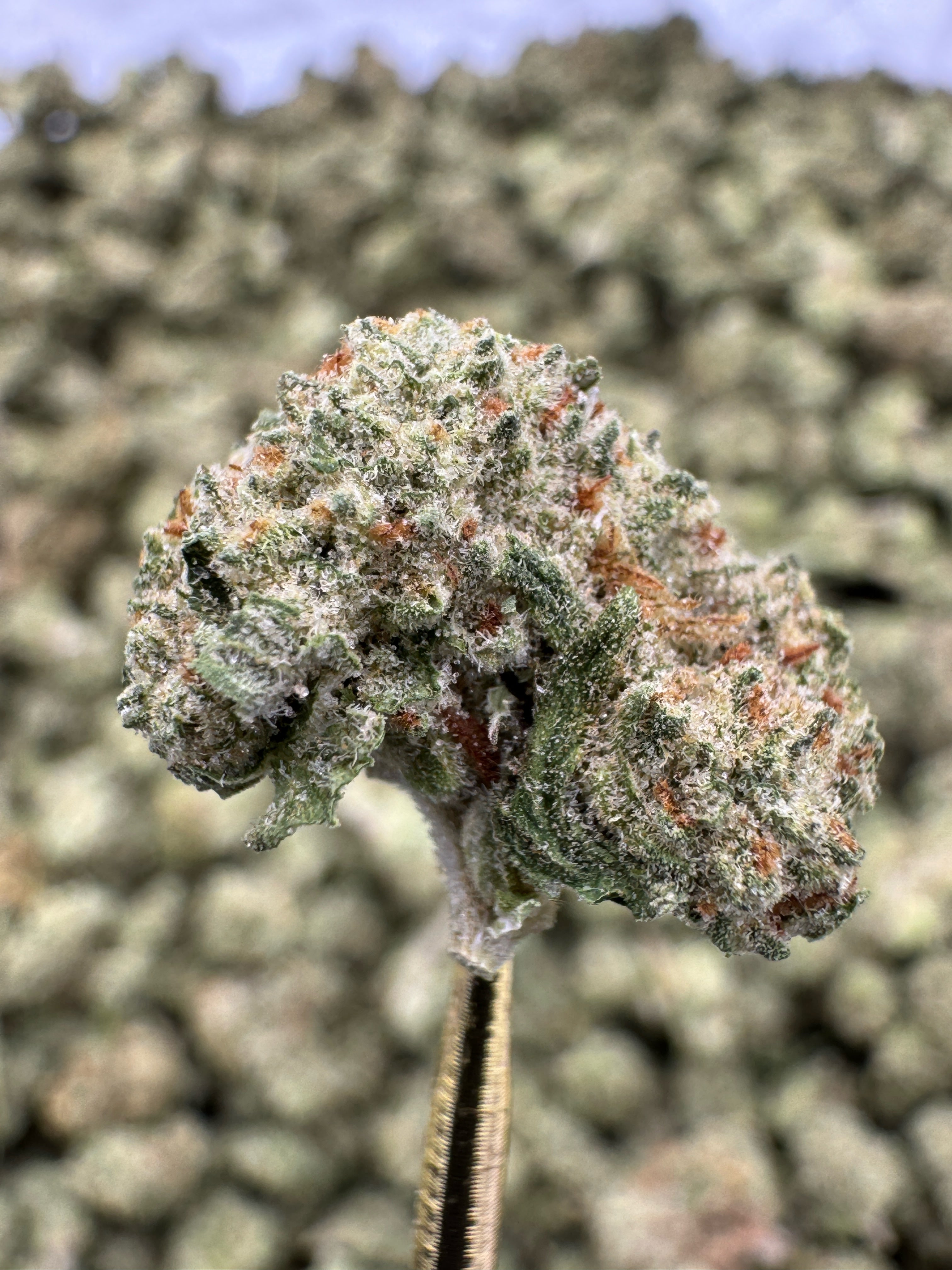 Crunch Berries - THCA Flower - Indoor Gold Nuggets