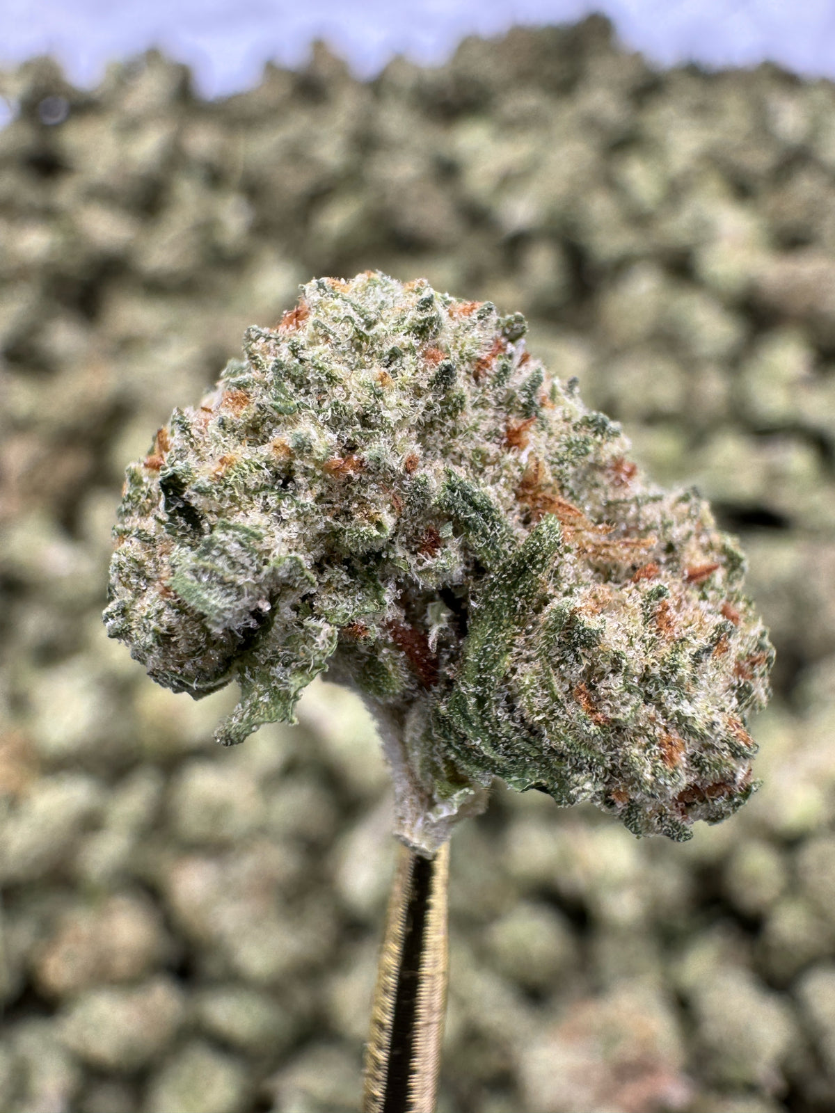 Crunch Berries - THCA Flower - Indoor Gold Nuggets