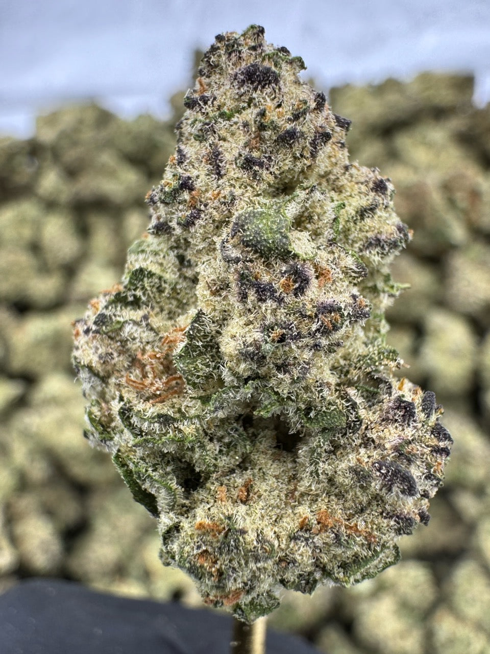 Blueberry Eclair - THCA BULK FLOWER - AAA