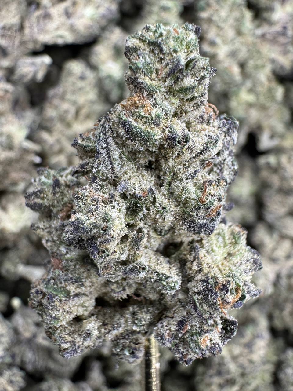 Dark Rainbow - THCA BULK FLOWER - AAA