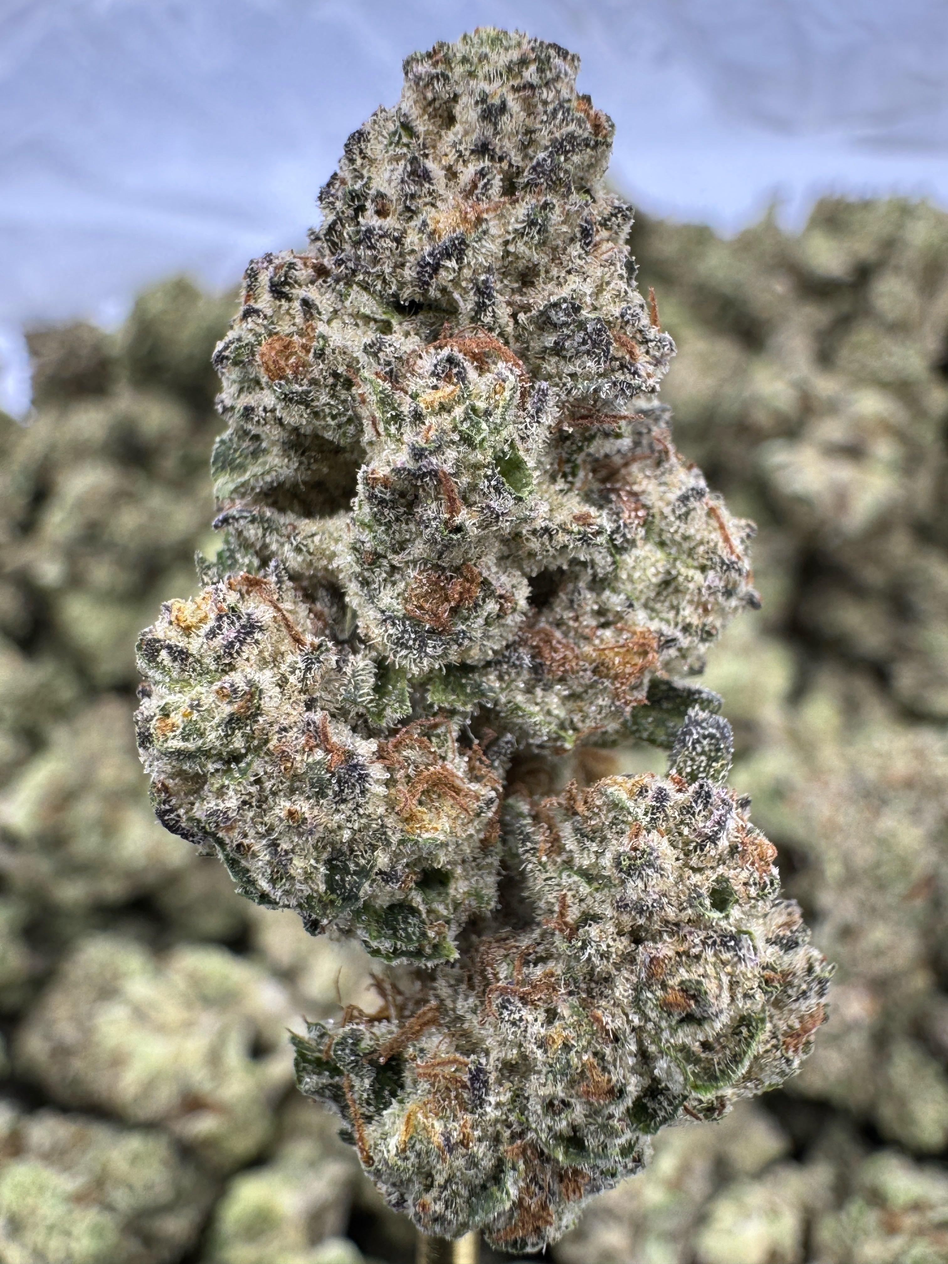 Dark Rainbow - THCA Flower - Indoor Top Cut