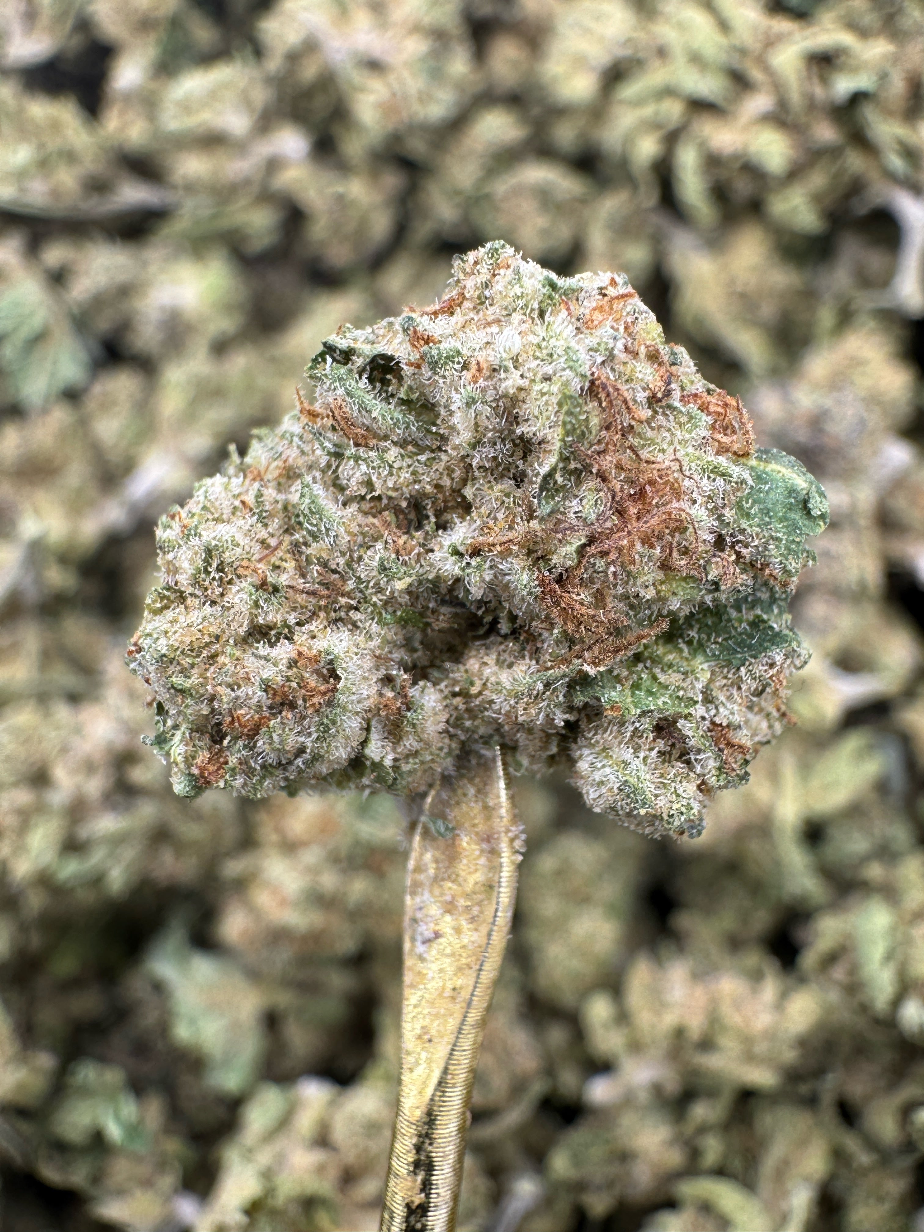 Death Star - THCA Flower - Greenhouse Gold Nuggets