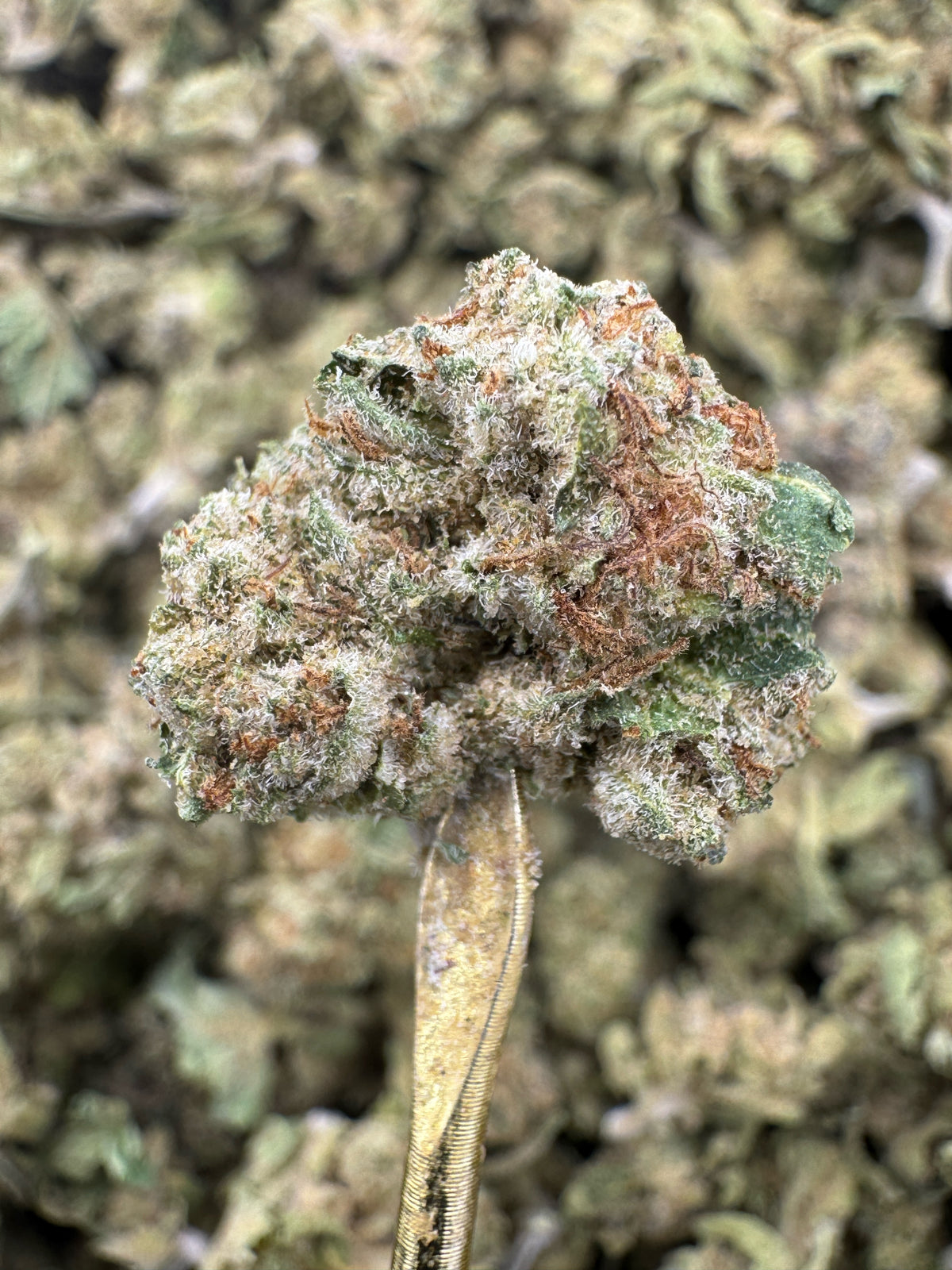 Death Star - THCA Flower - Greenhouse Gold Nuggets