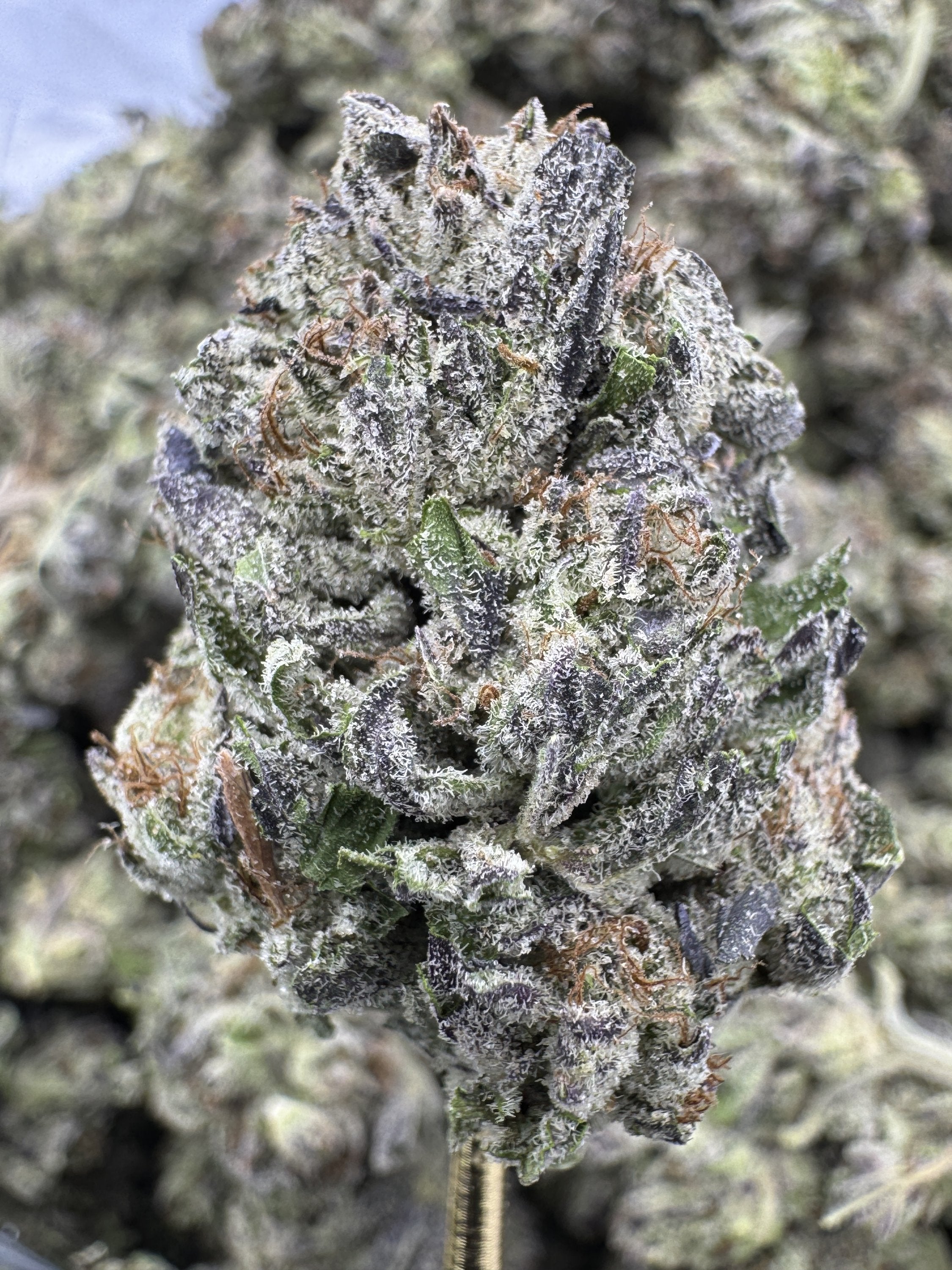 Donut Shop - THCA BULK Flower - Greenhouse