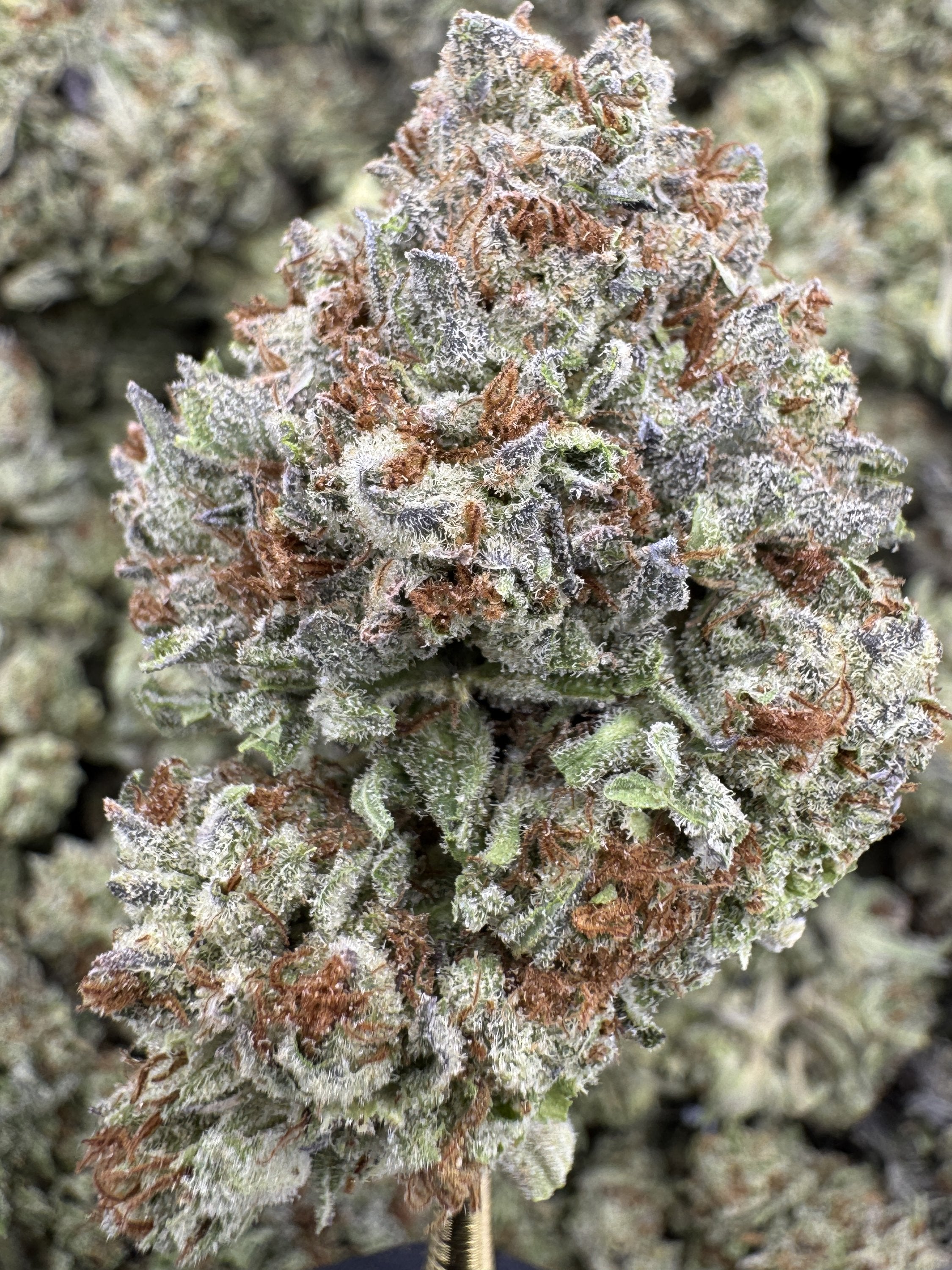 Donut Shop - THCA BULK Flower - Greenhouse