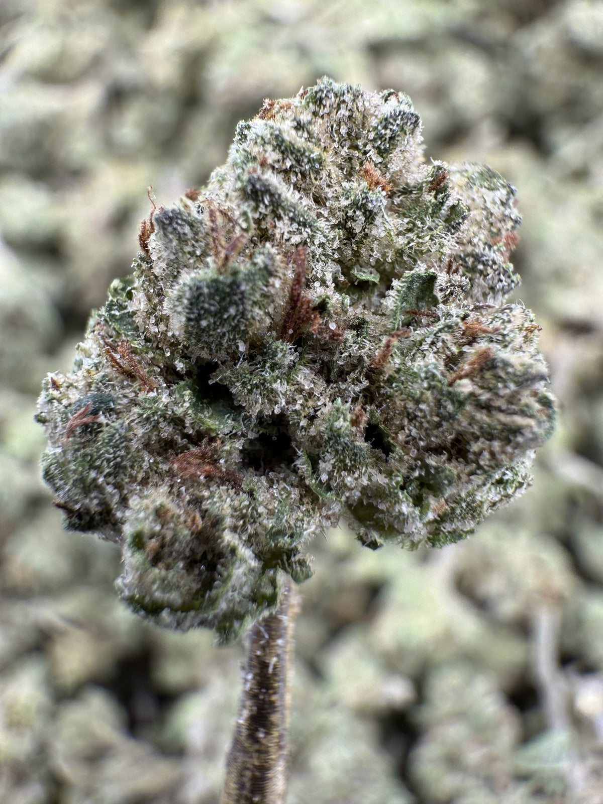 Donut Shop - THCA BULK Flower - Greenhouse Smalls