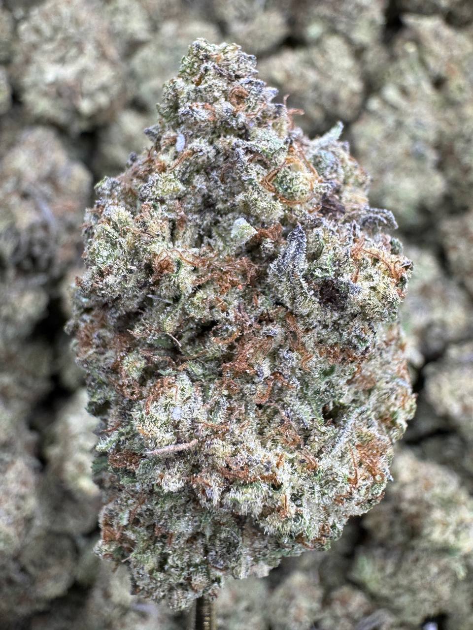 Donut Shop - THCA BULK FLOWER - TOP SHELF