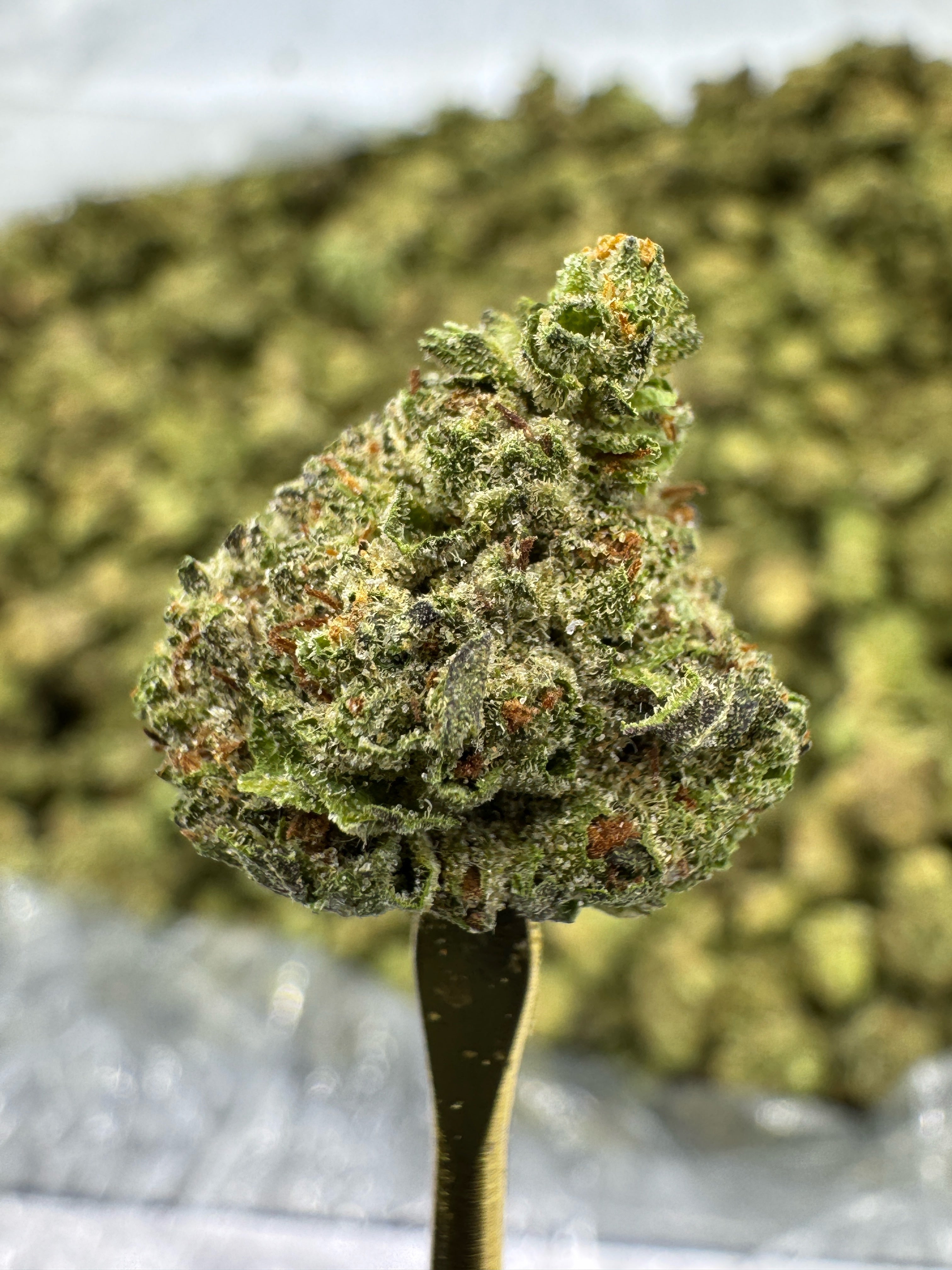 Donut Shop - THCA BULK Flower - Greenhouse Smalls