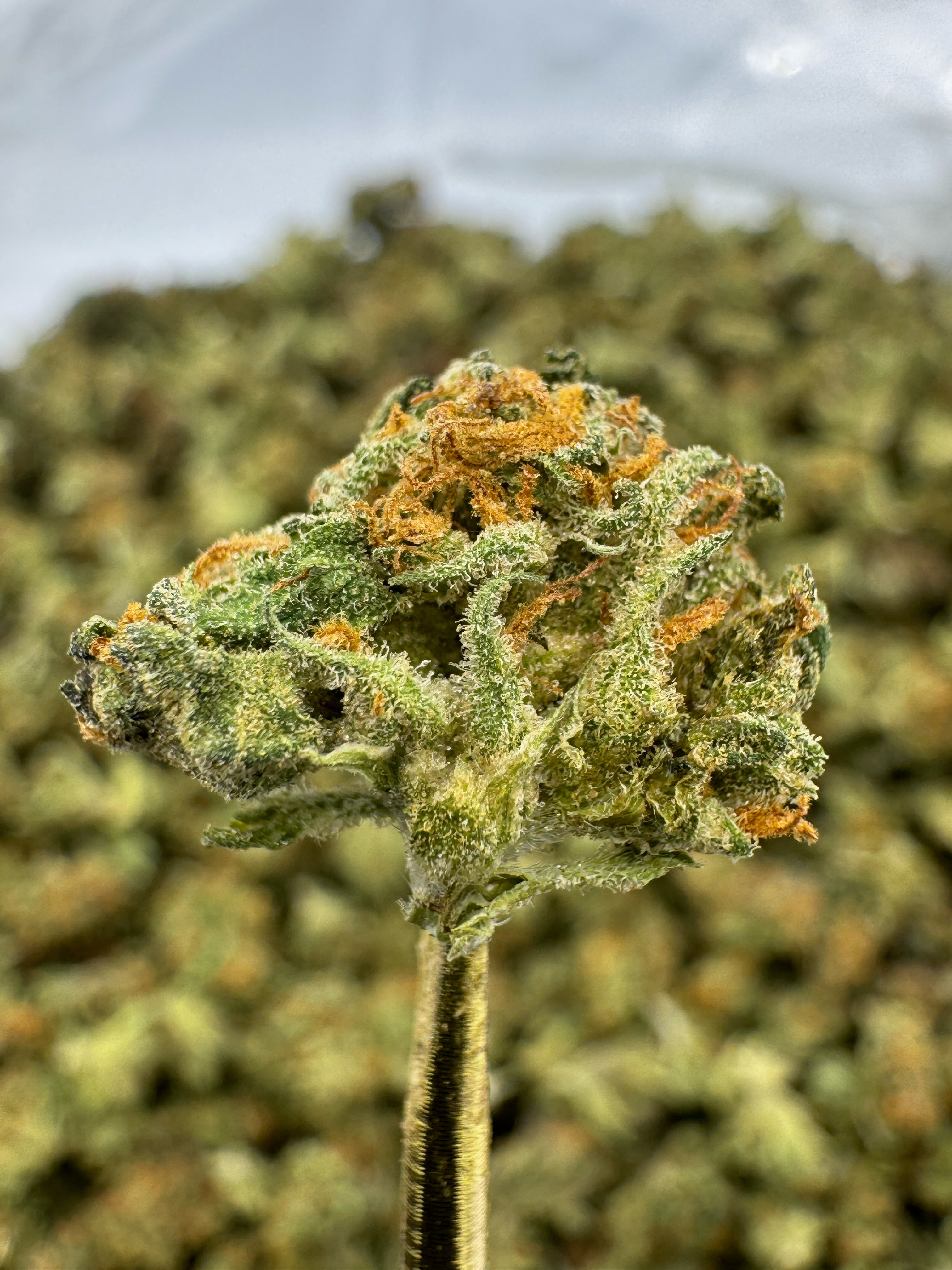 Dosido - THCA Flower - Sungrown Gold Nuggets