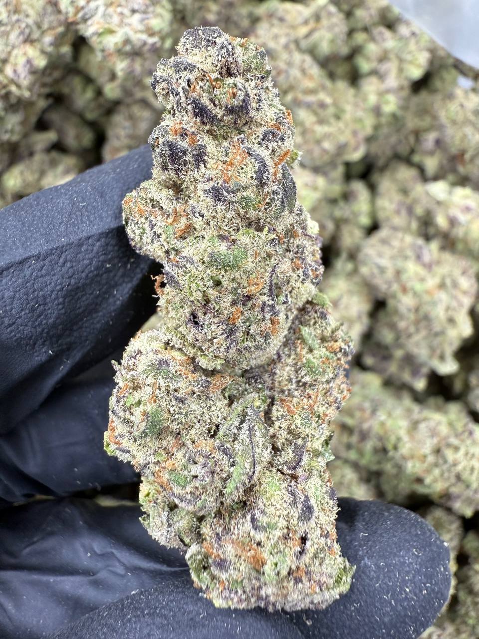 El Chivo - THCA BULK Flower