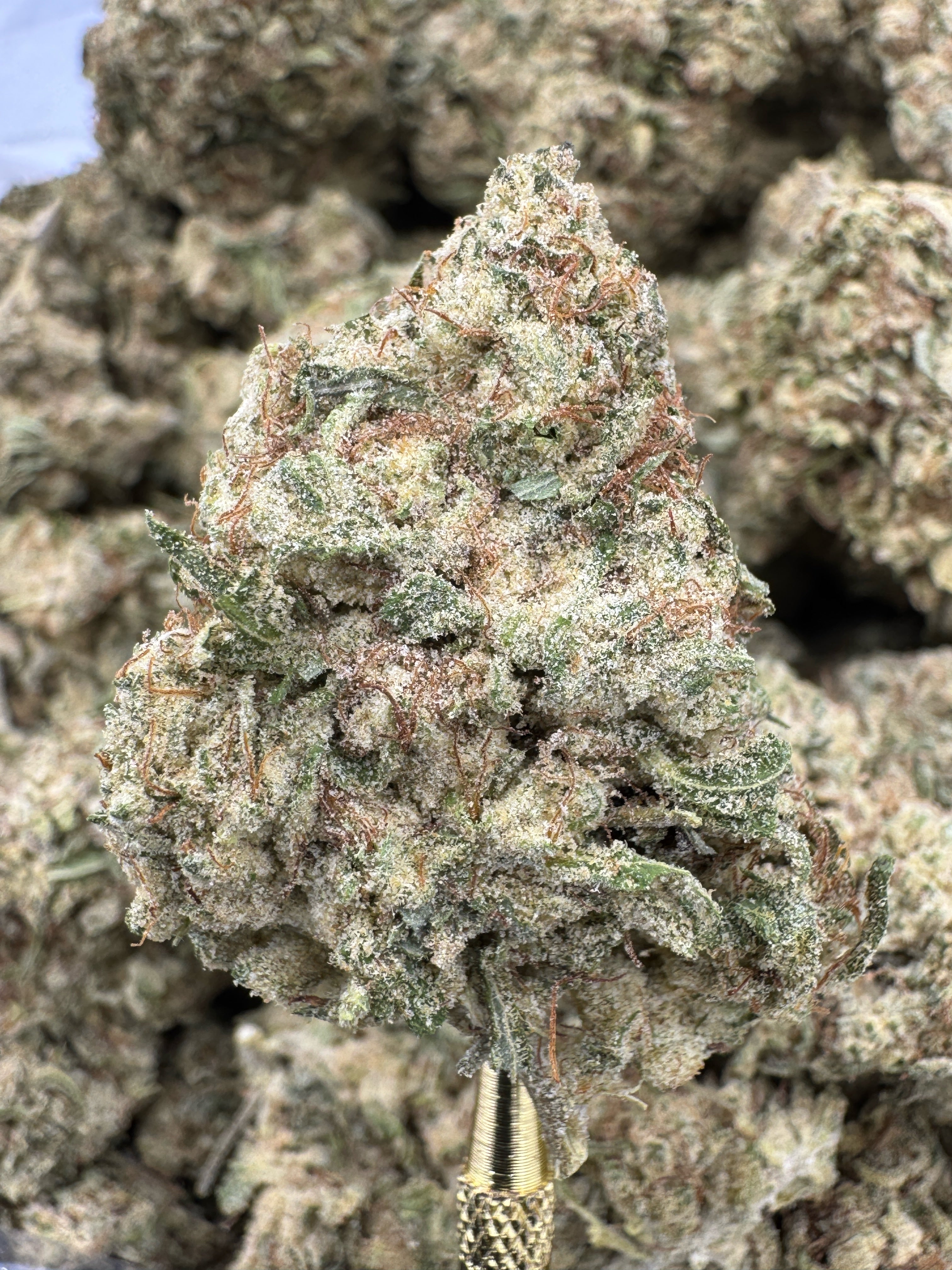 Florida Kush - THCP BULK Flower - Greenhouse