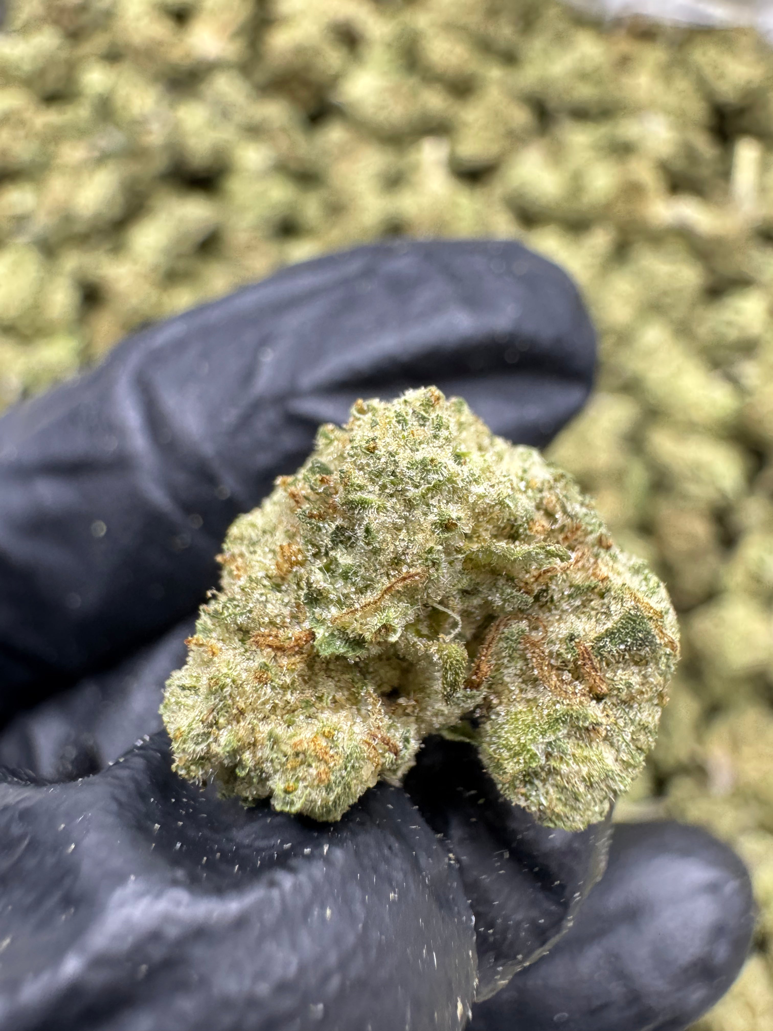 First Class Funk - THCA Flower - Greenhouse Gold Nuggets
