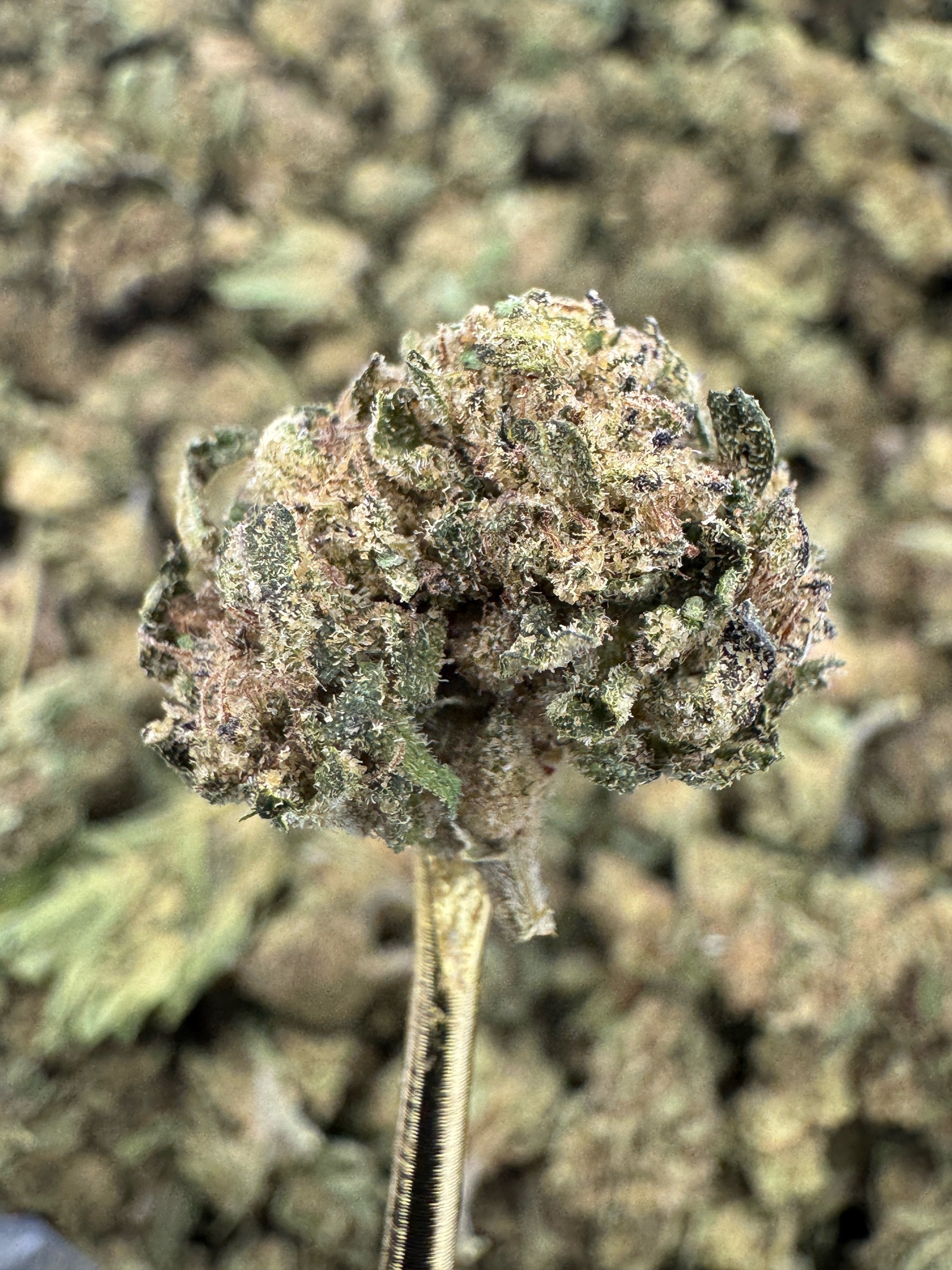 Frostbite - THCA Flower - Greenhouse Gold Nuggets