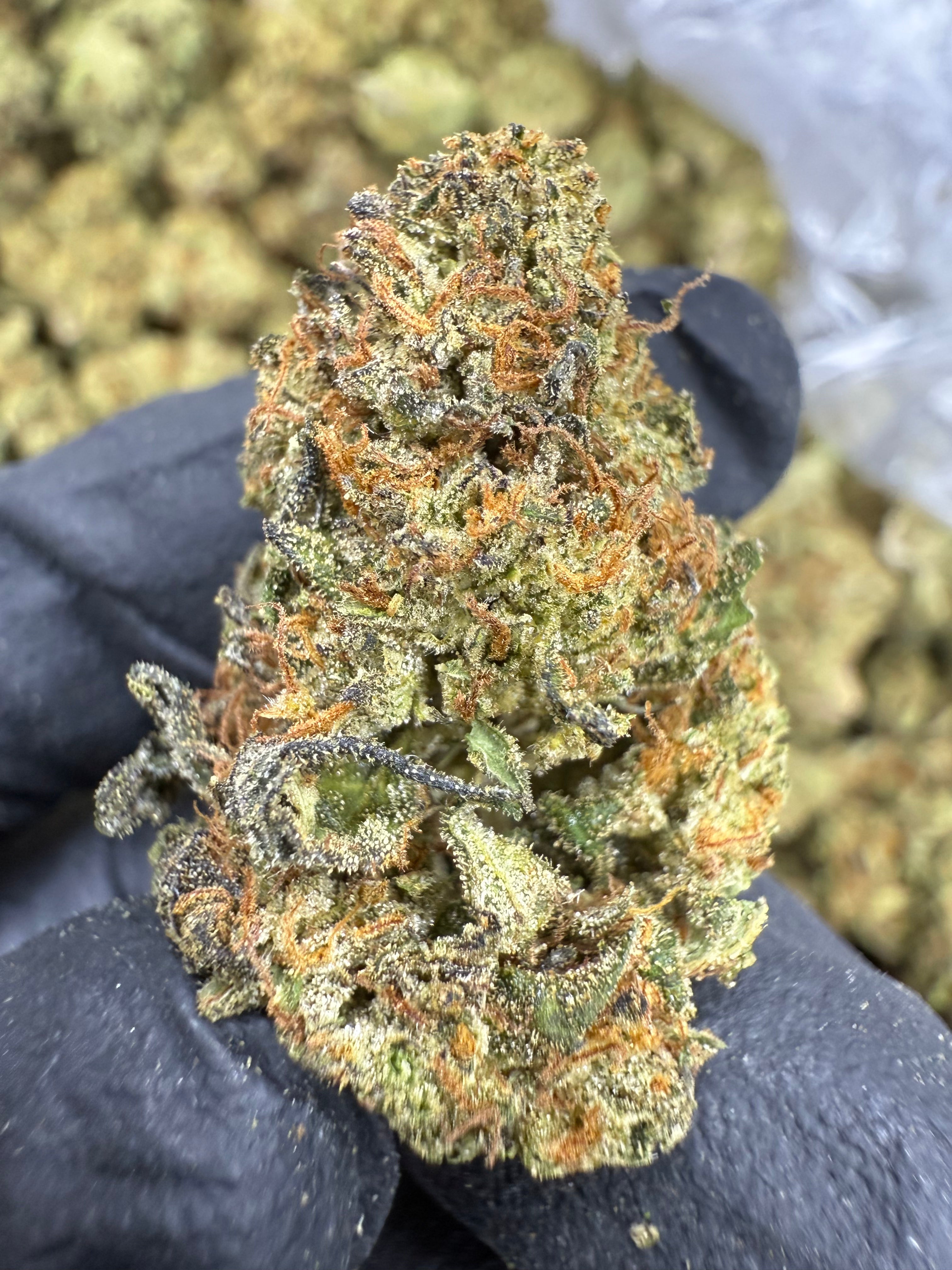 Frozen Lemons - THCA BULK Flower - Sungrown