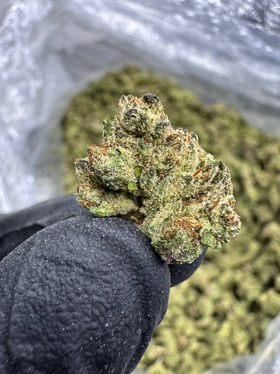 Frozen Lemons - THCA Flower - Greenhouse Gold Nuggets