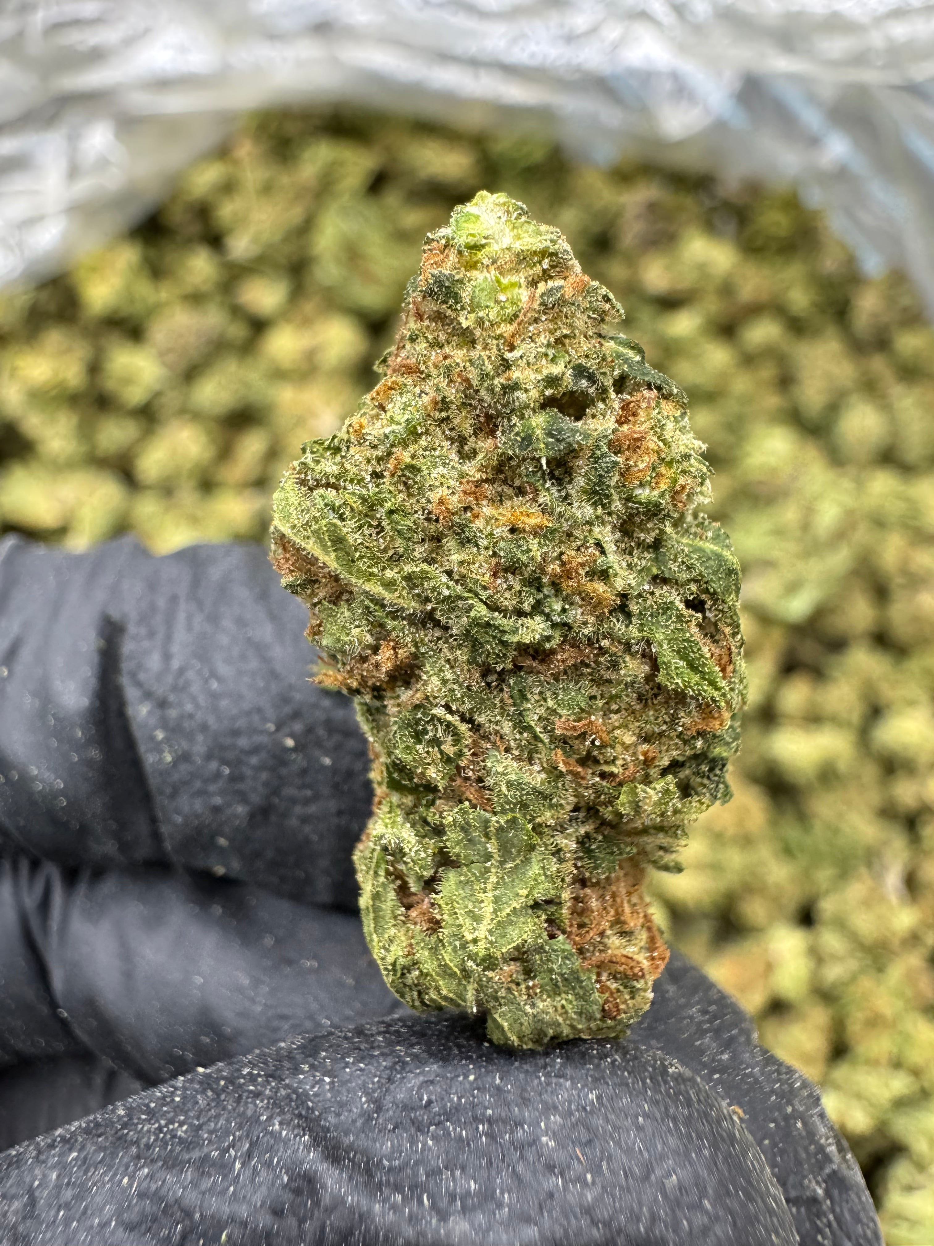 Fruity Pebbles - THCA BULK Flower - Sungrown Smalls
