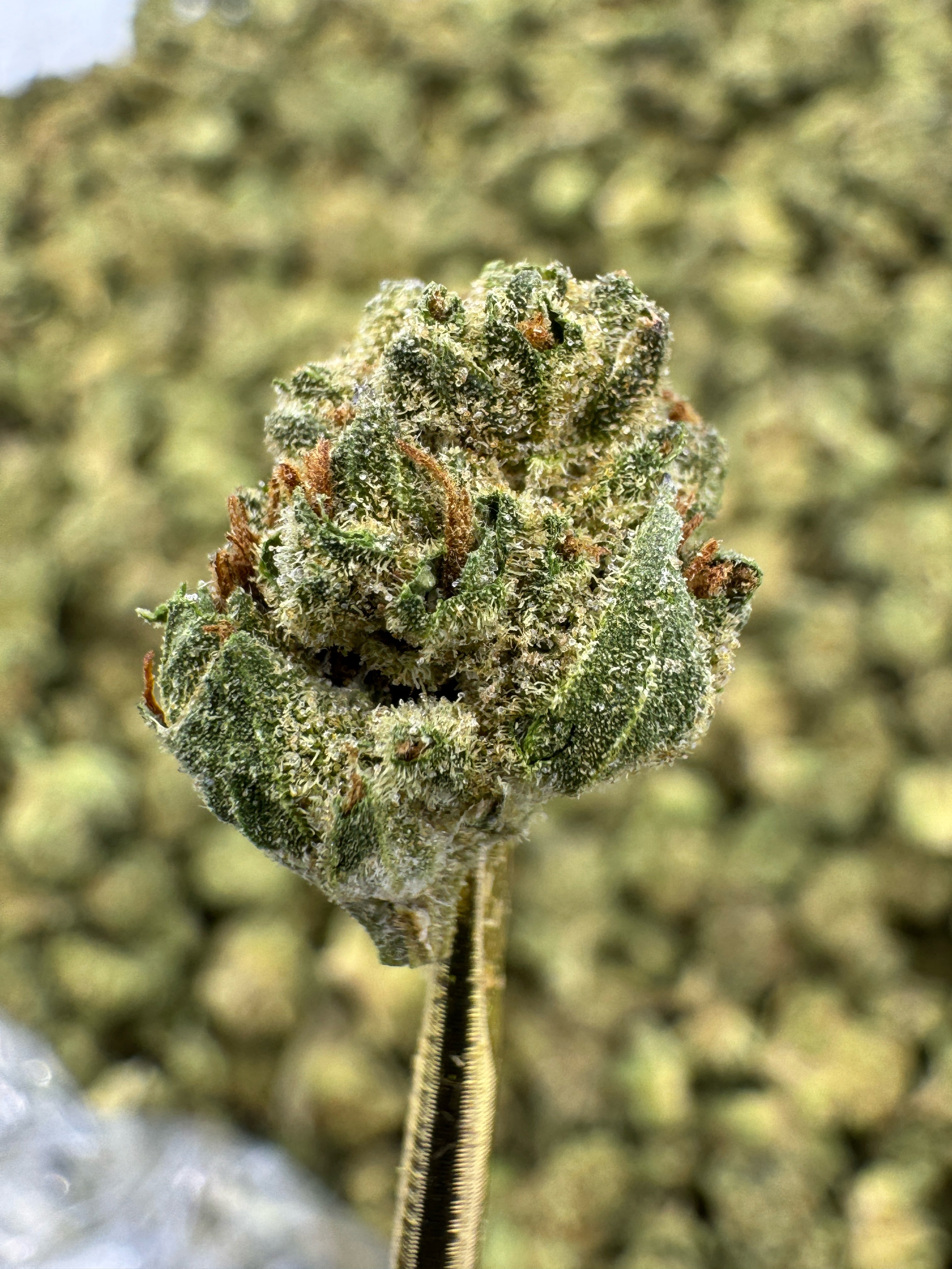 Fruity Pebbles - THCA Flower - Greenhouse Gold Nuggets