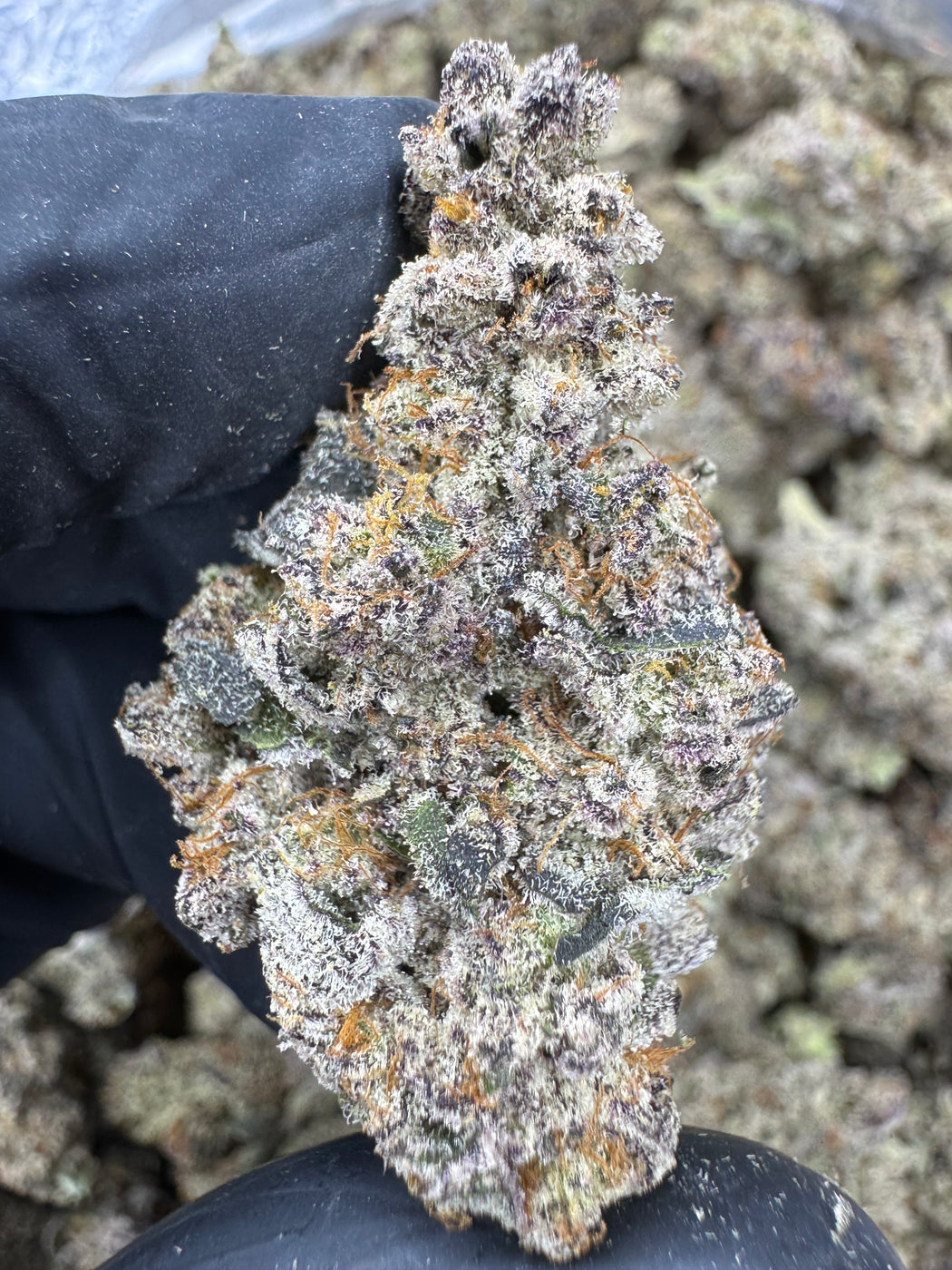 Funnel Cake - THCA FLOWER - EXOTIC INDOOR