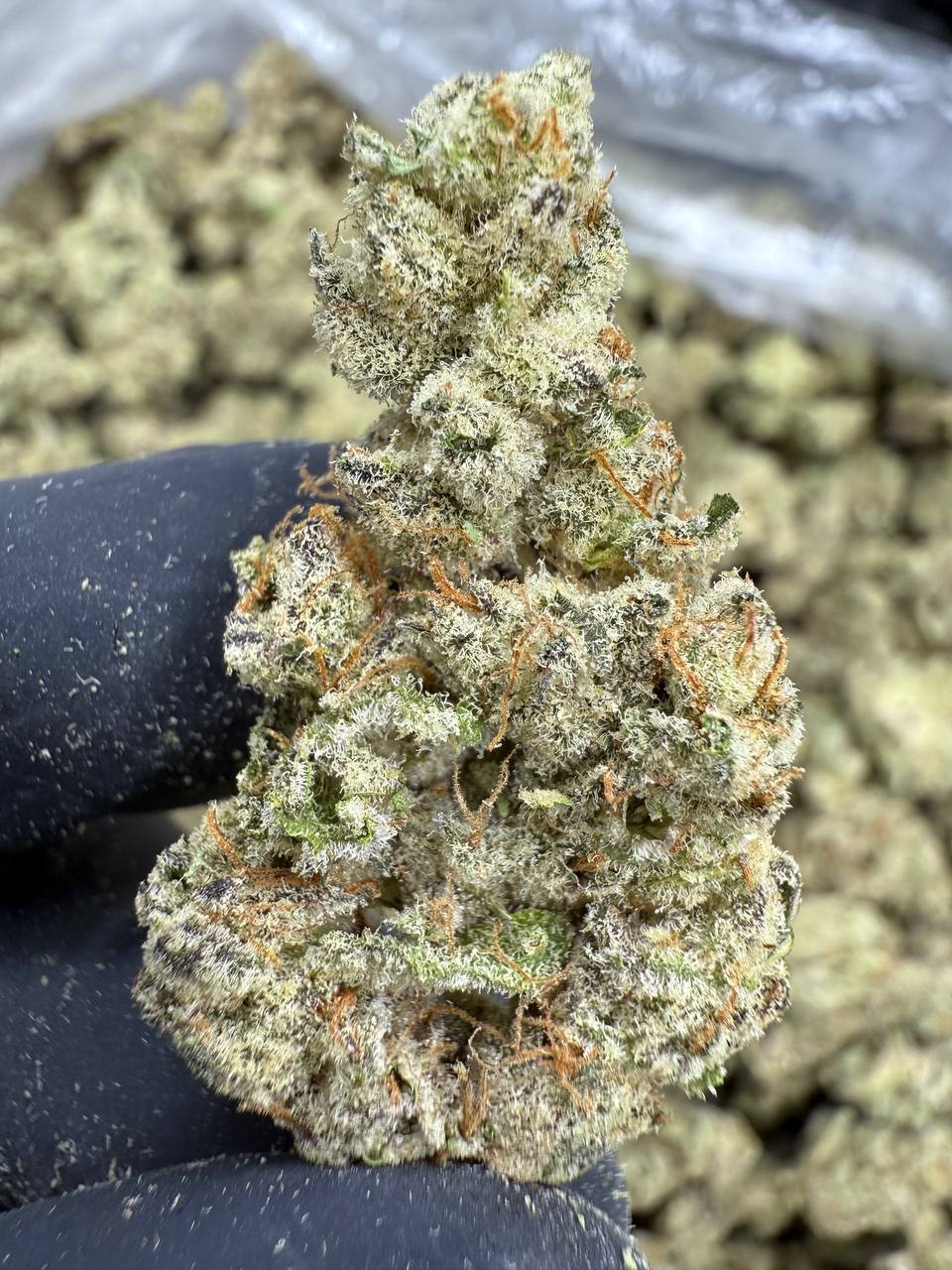 Funnel Cake - THCA BULK Flower - Indoor