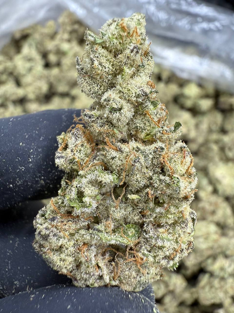 Funnel Cake - THCA BULK FLOWER -  AAA INDOOR