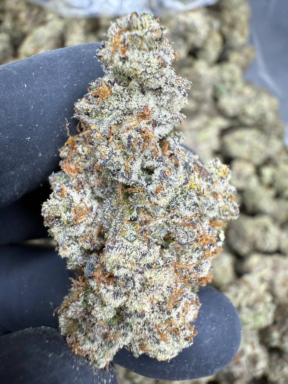 Funnel Cake - THCA BULK Flower - Indoor Exotic