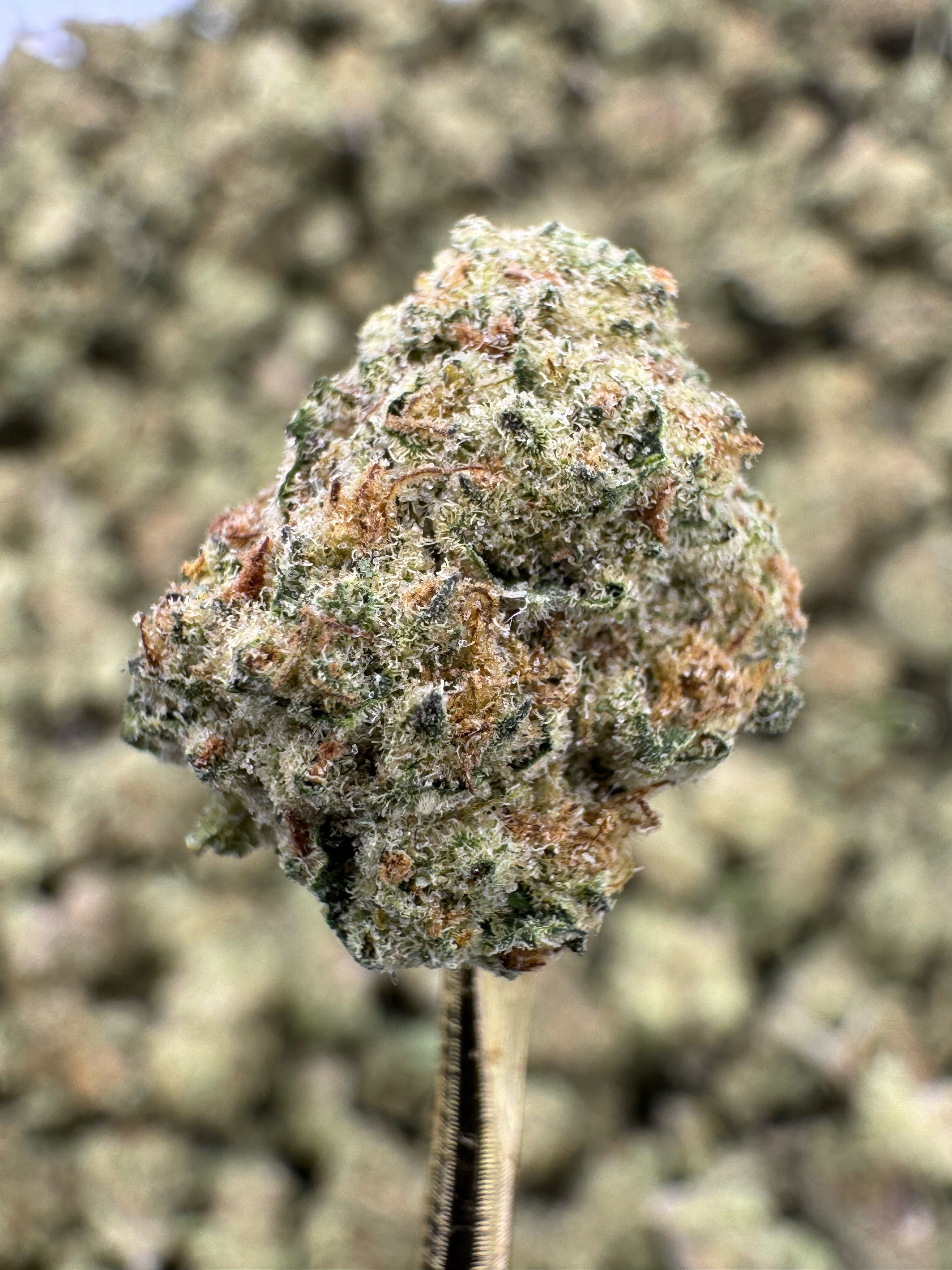 Funnel Cake - THCA BULK Flower - Indoor Smalls