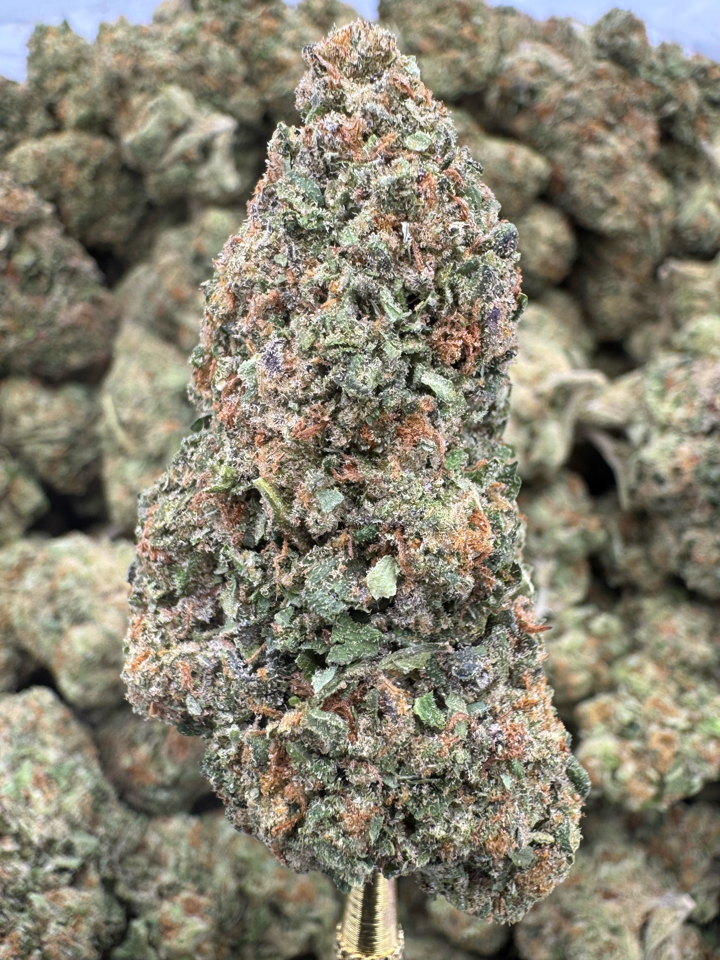 Gelato 41 - THCA BULK Flower - Greenhouse