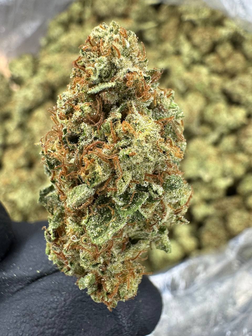 GMO - THCA BULK Flower - Sungrown