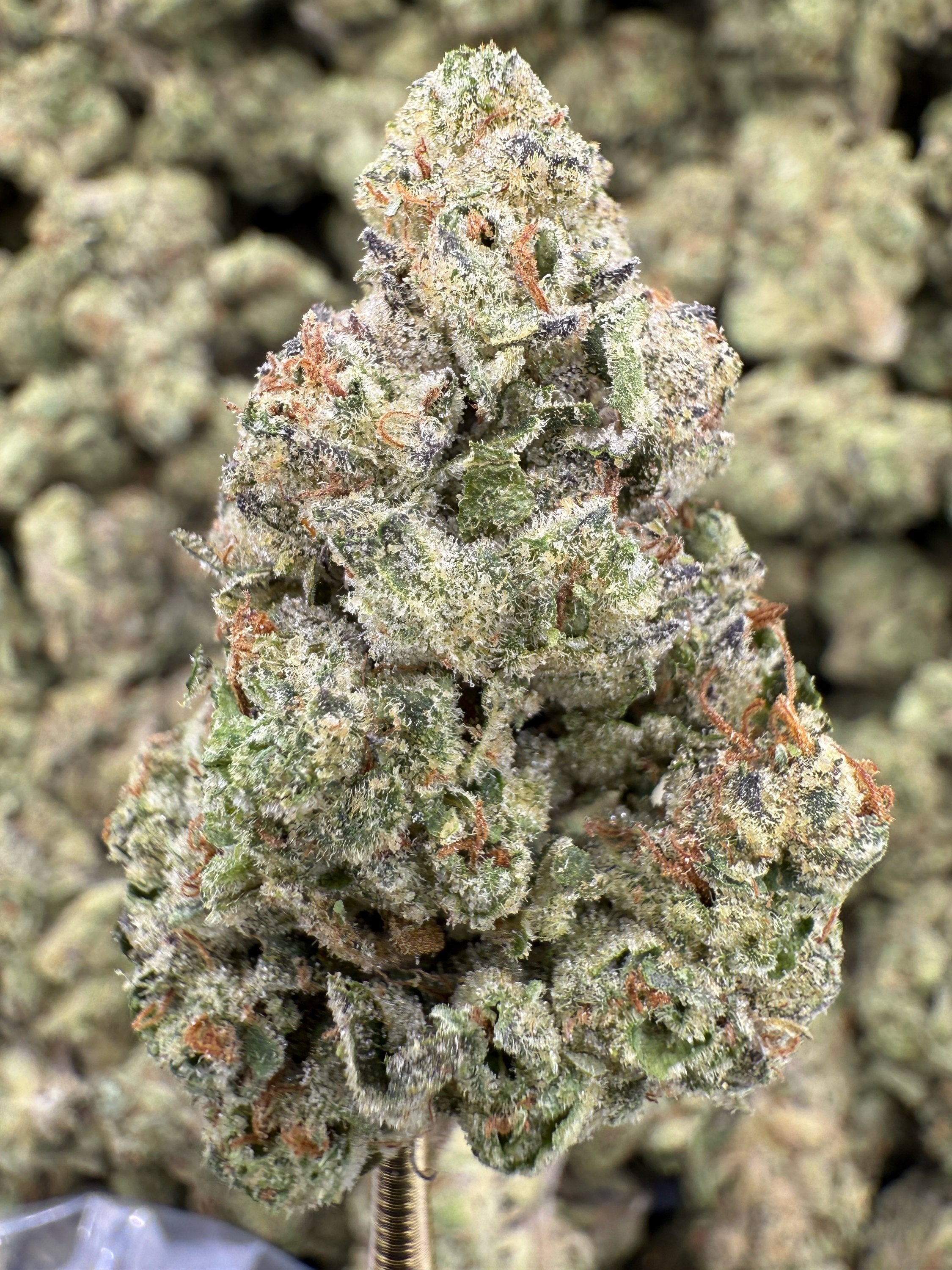 GMO Cookies - THCA BULK Flower - Greenhouse