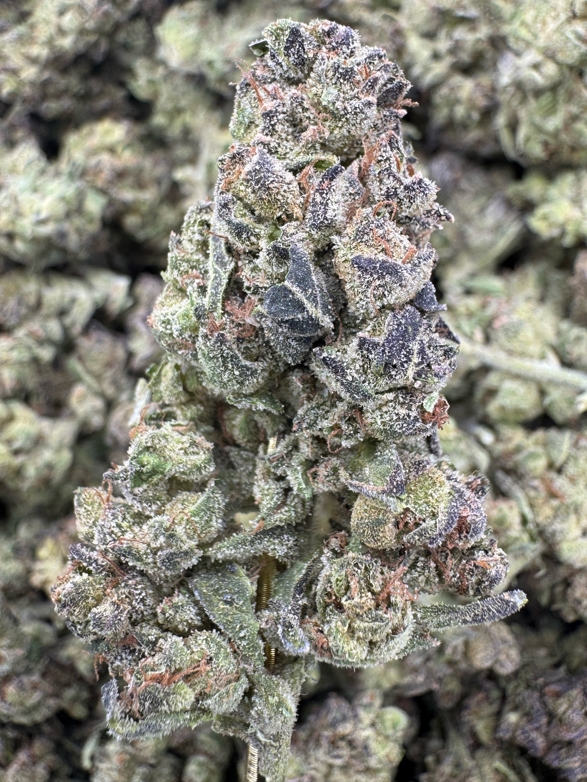 GMO - THCA BULK Flower - Greenhouse