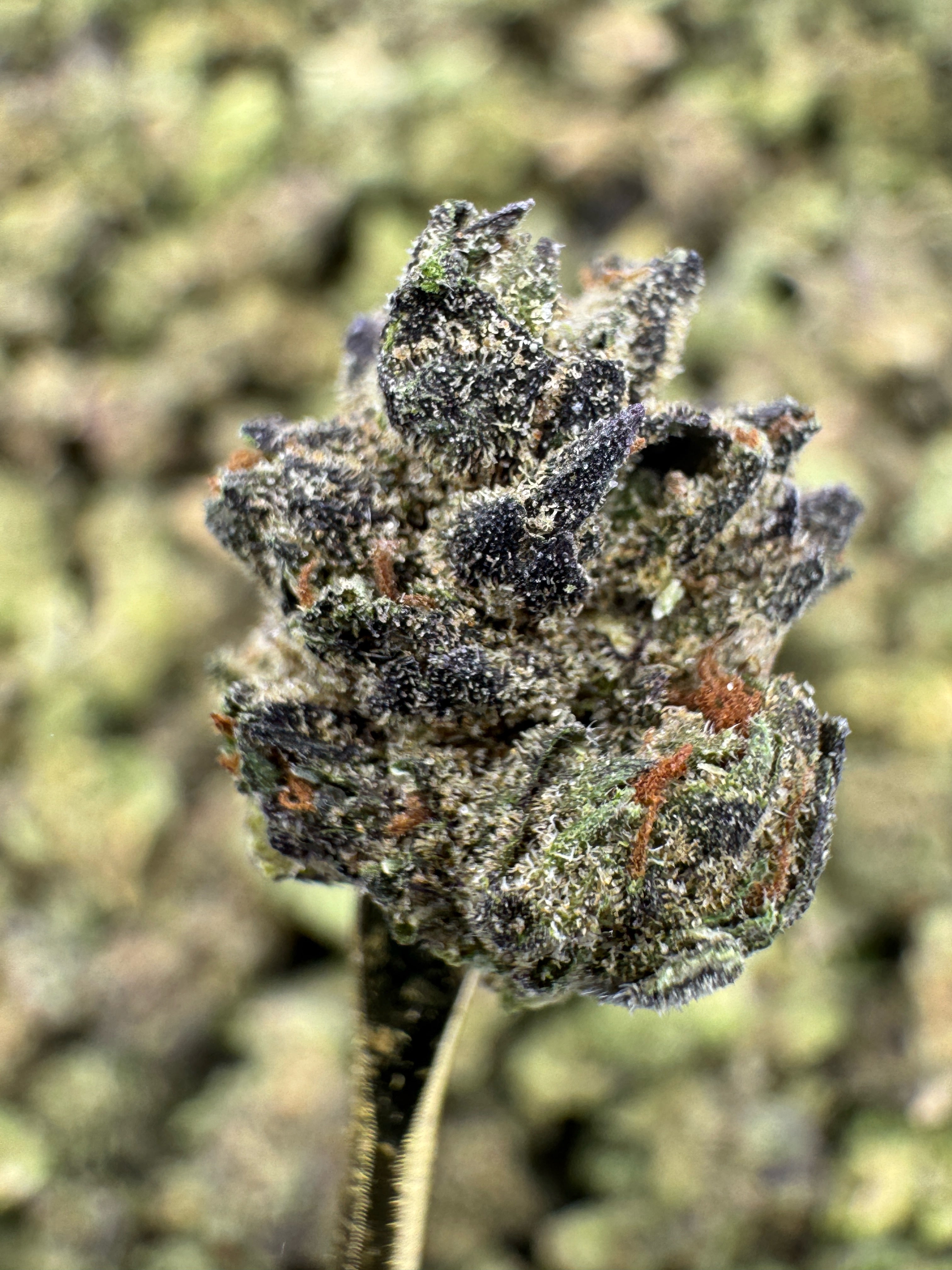 GMO - THCA BULK Flower - Greenhouse Smalls