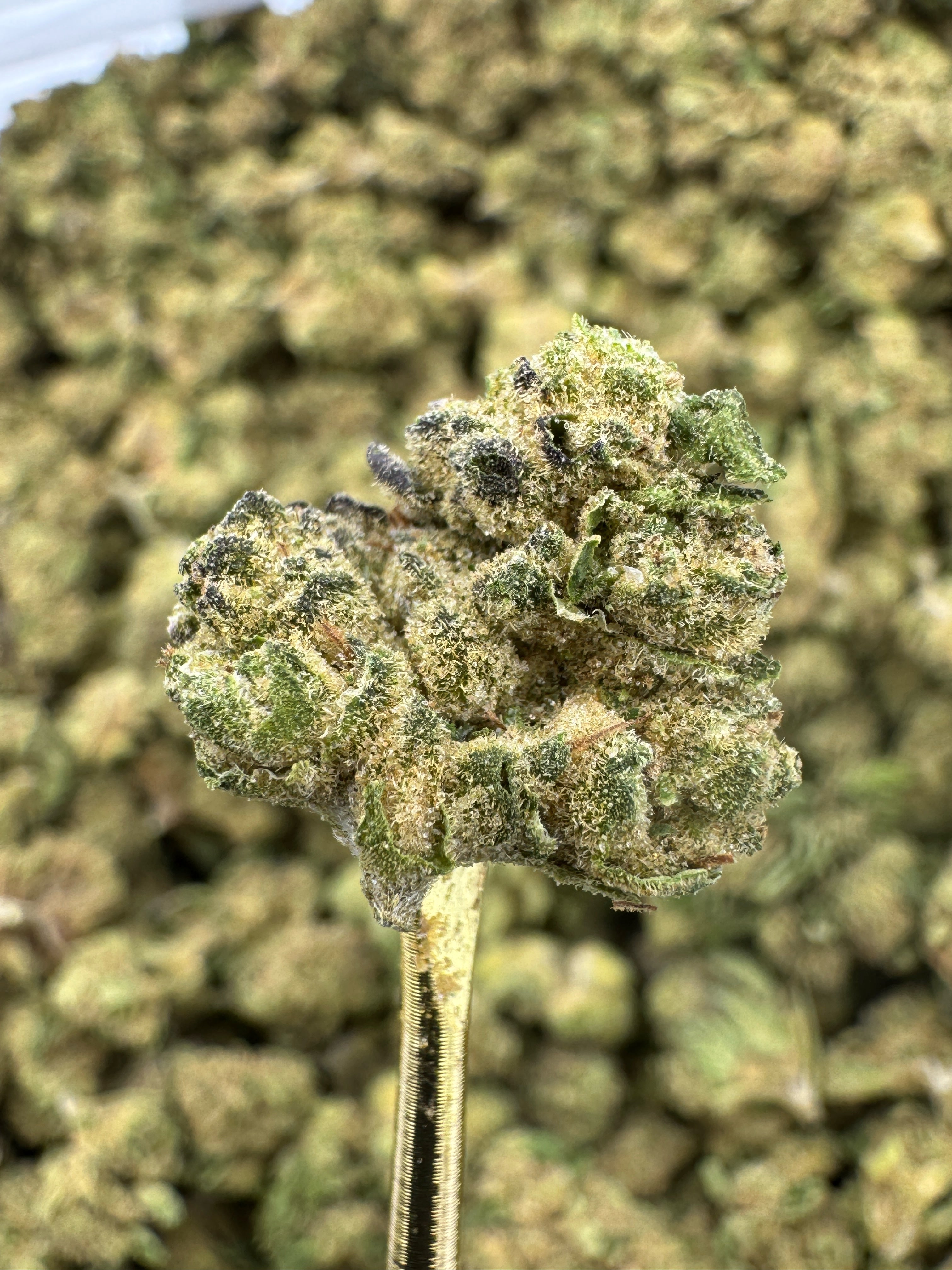 Grand Daddy Purple - THCA Flower - Indoor Gold Nuggets