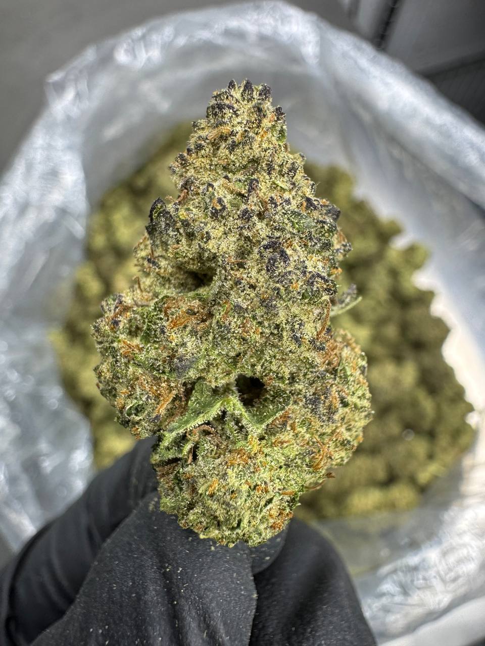Gushers - THCA BULK Flower - Greenhouse