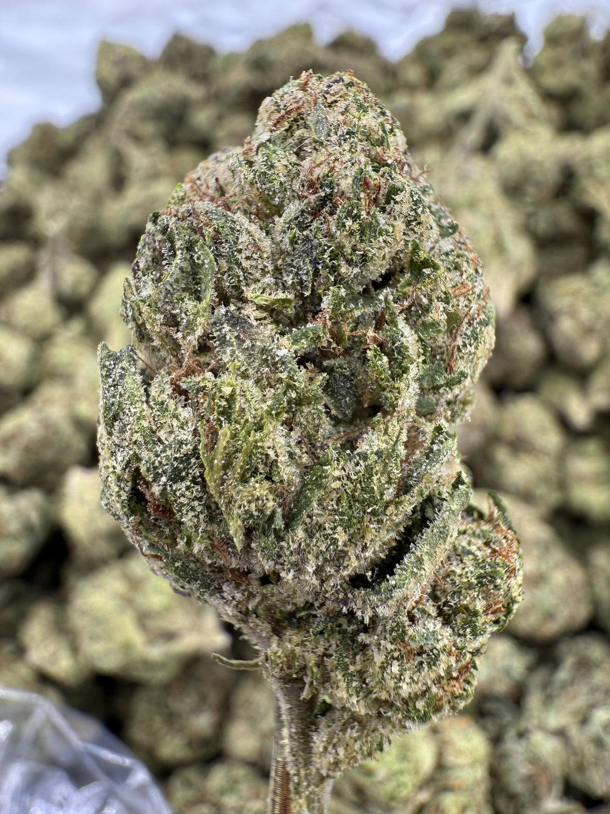 Galactic Warheads - THCA BULK Flower - Greenhouse