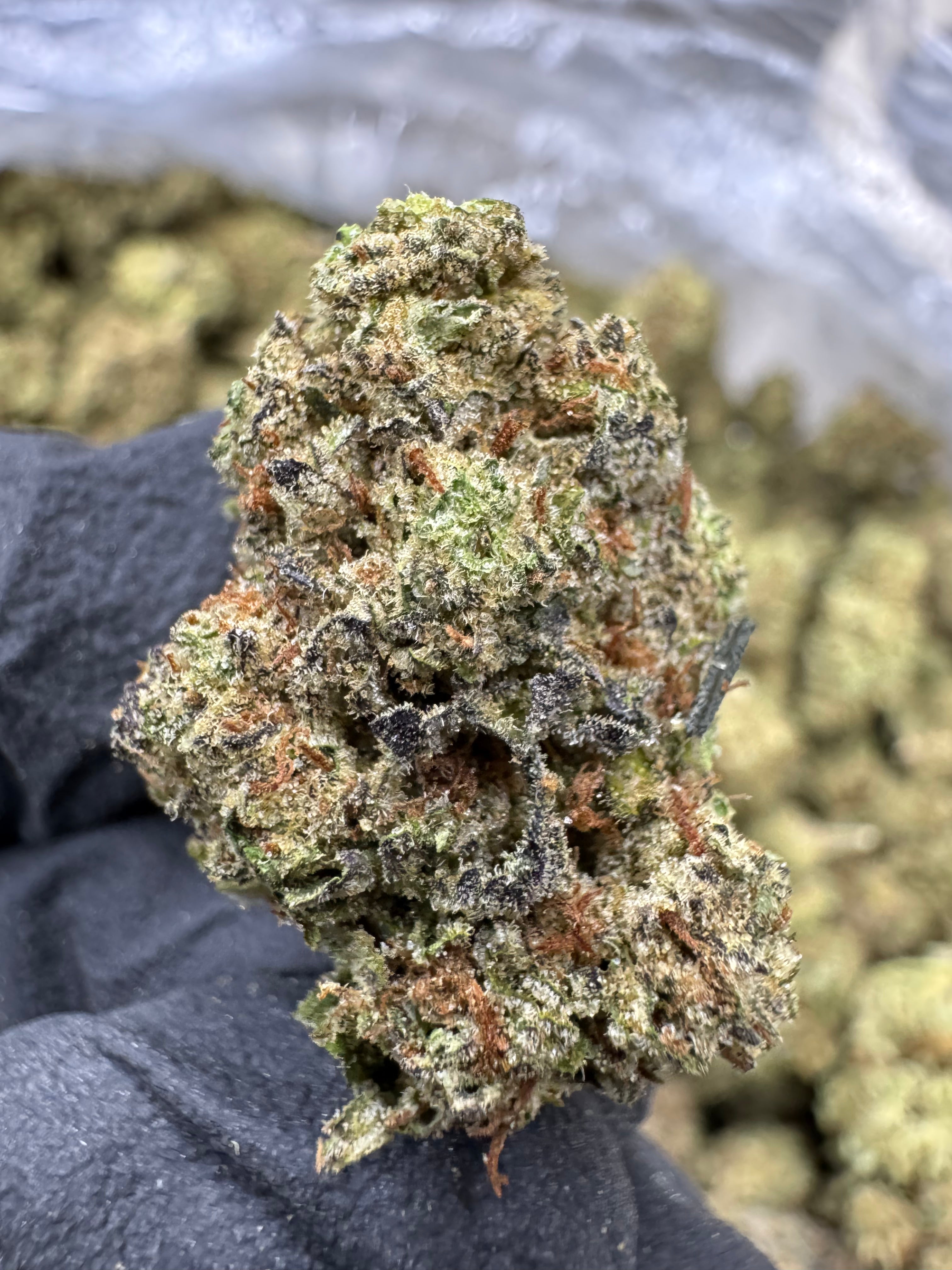Garlic Mintz - THCA BULK Flower - Greenhouse