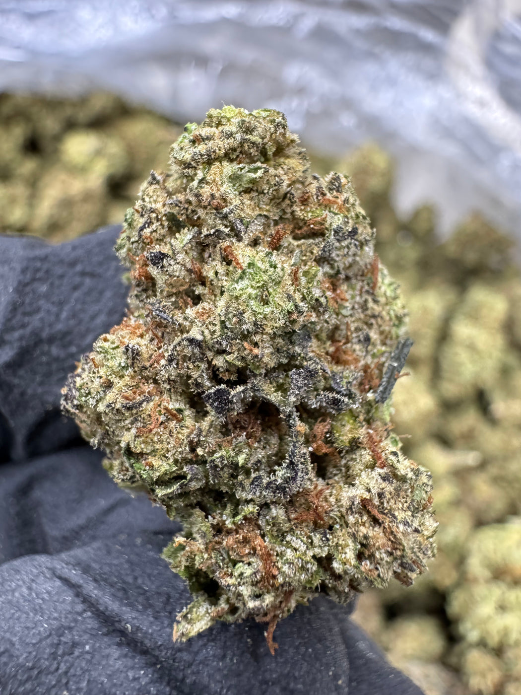 Garlic Mintz- THCA BULK FLOWER - TOP SHELF
