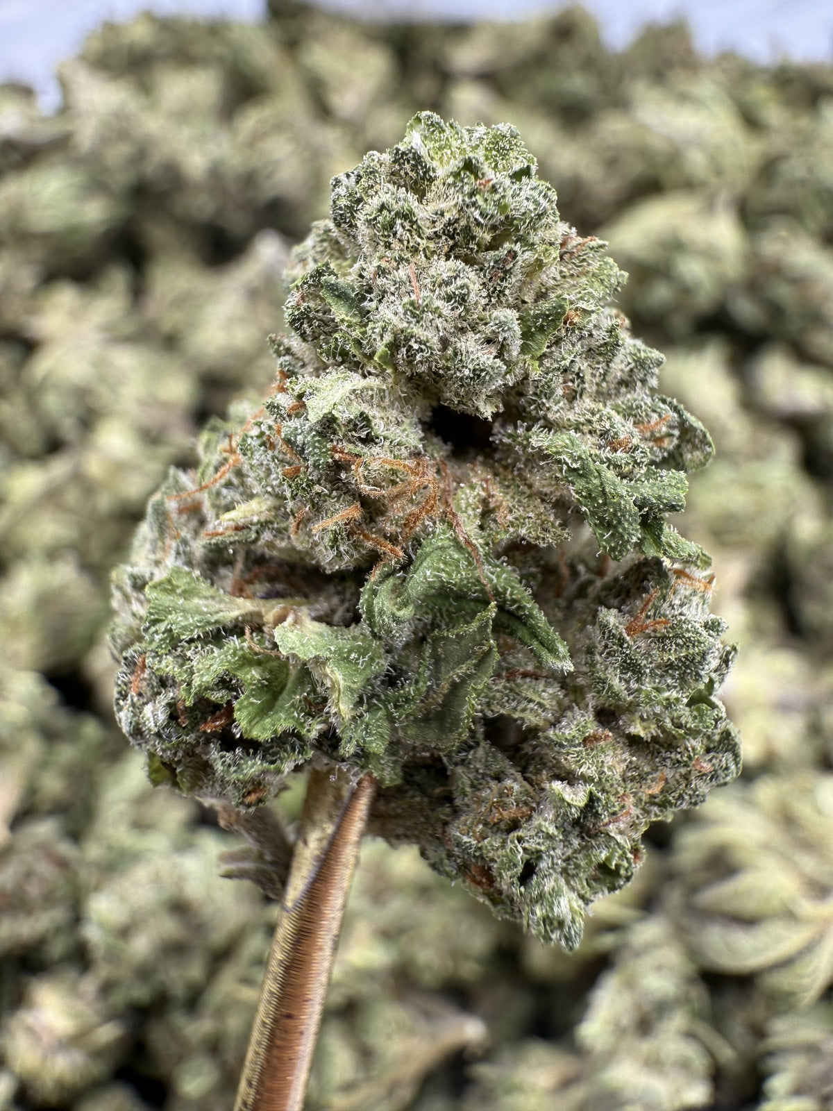 Garlic Butter - THCA BULK Flower - Greenhouse Smalls
