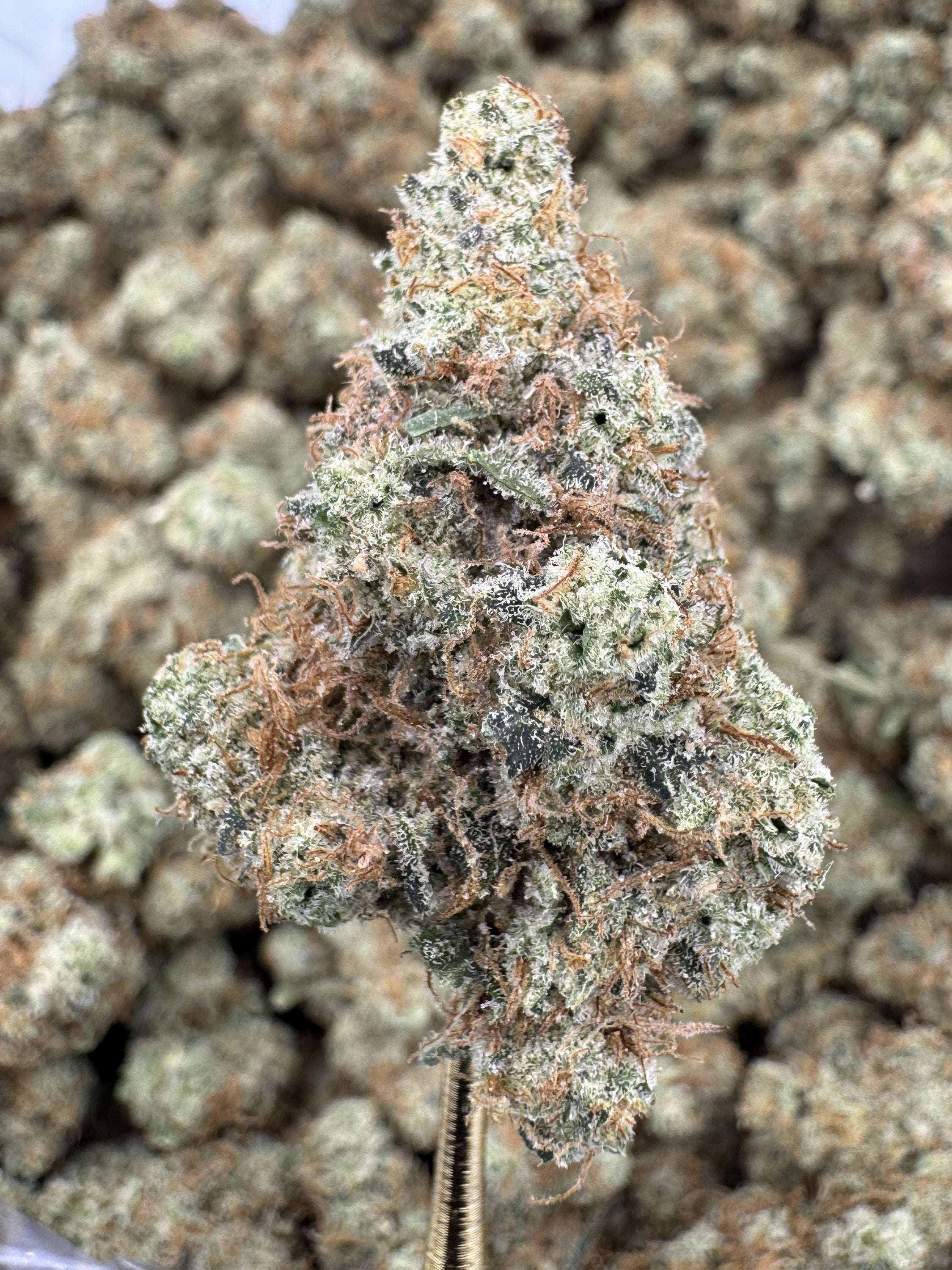 Garlic Juice - THCA BULK Flower - Indoor Exotic