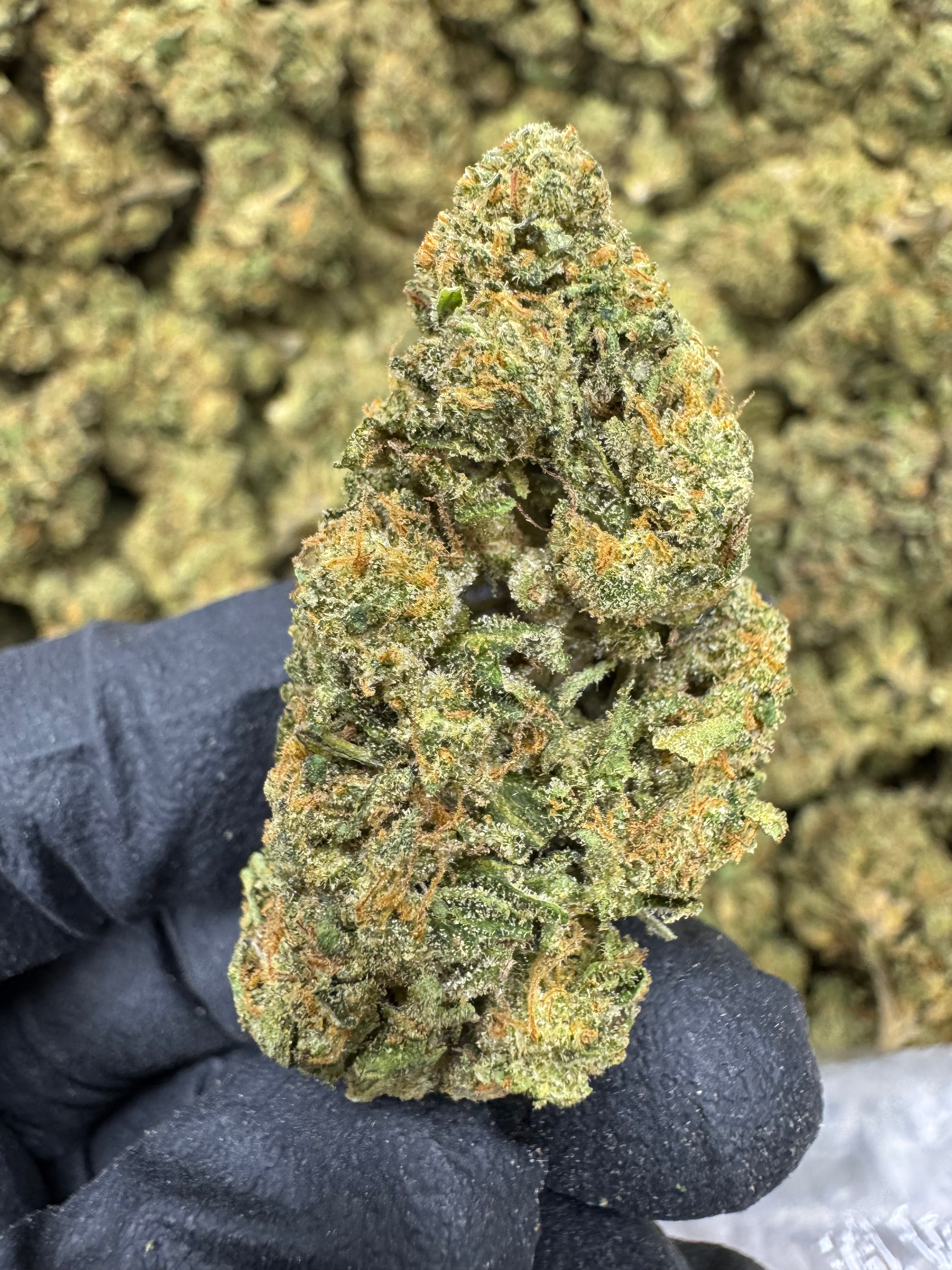 Gary Payton - THCA BULK Flower - Sungrown