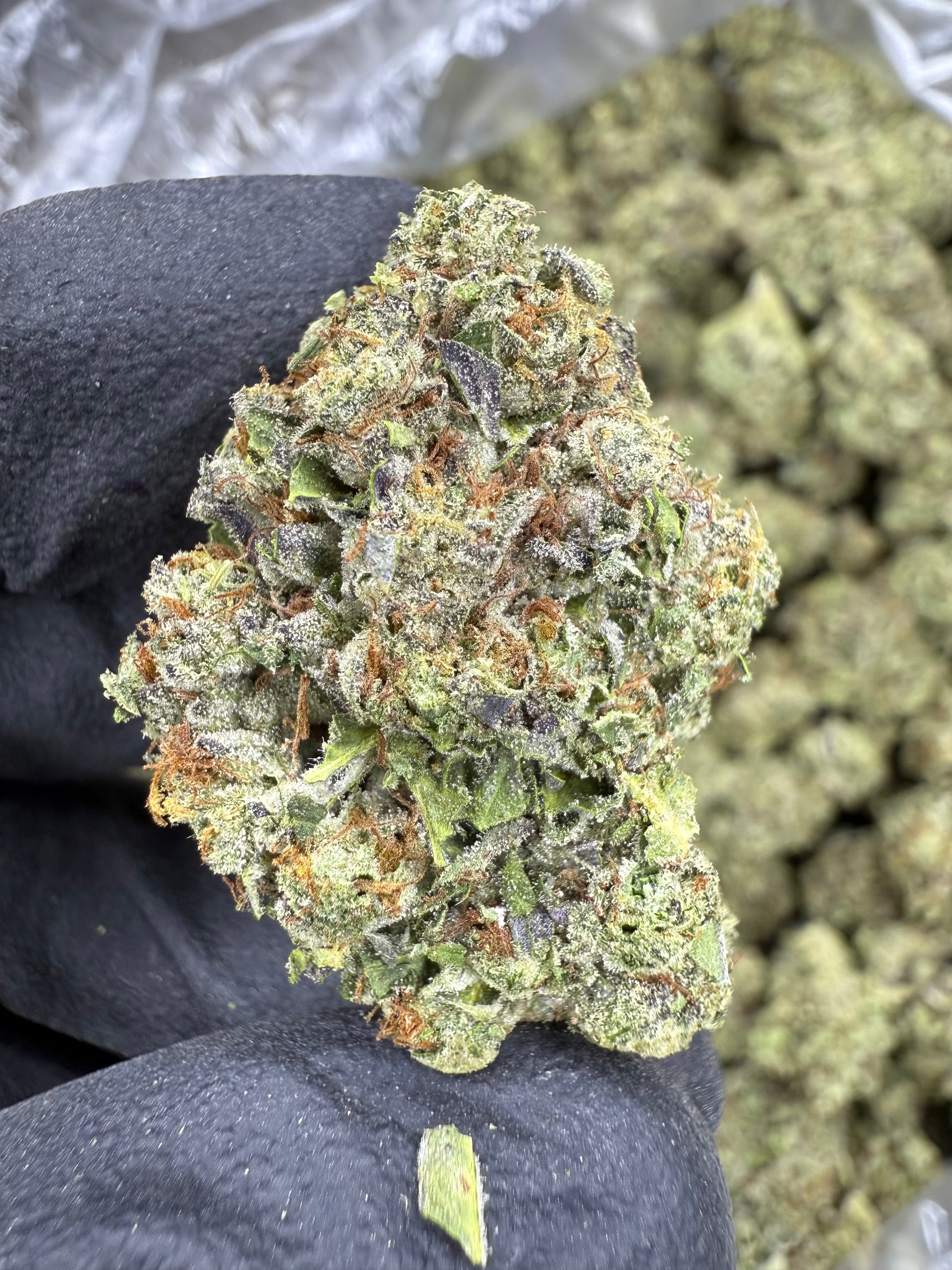 Gary Payton - THCA BULK Flower - Greenhouse