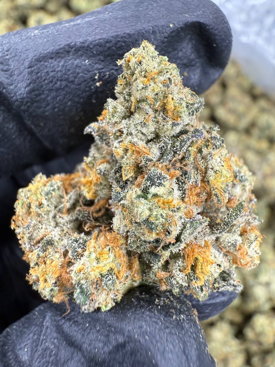 Gas Face - THCA BULK Flower - Indoor