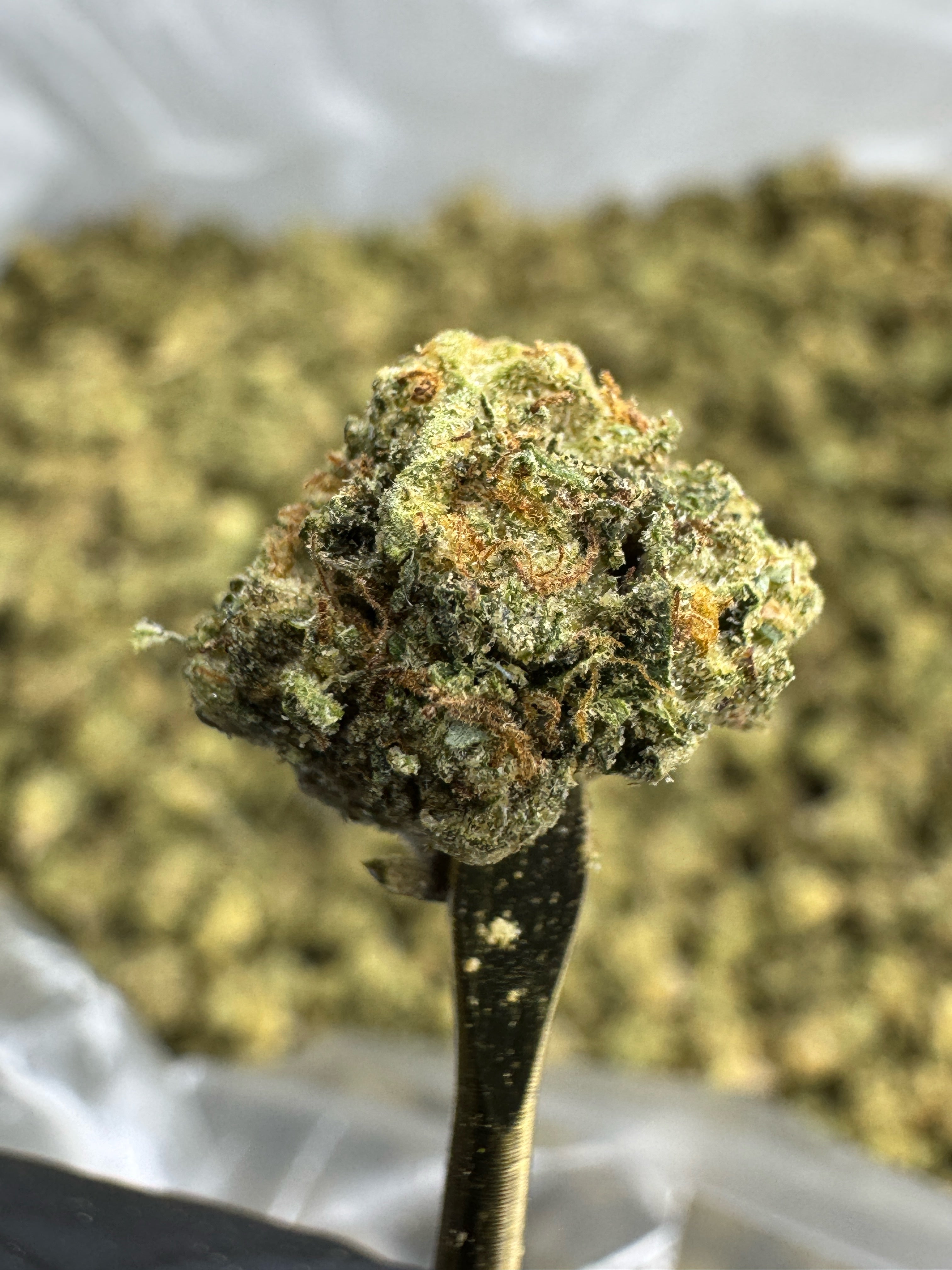 Gas Face - THCA Flower - Sungrown Gold Nuggets