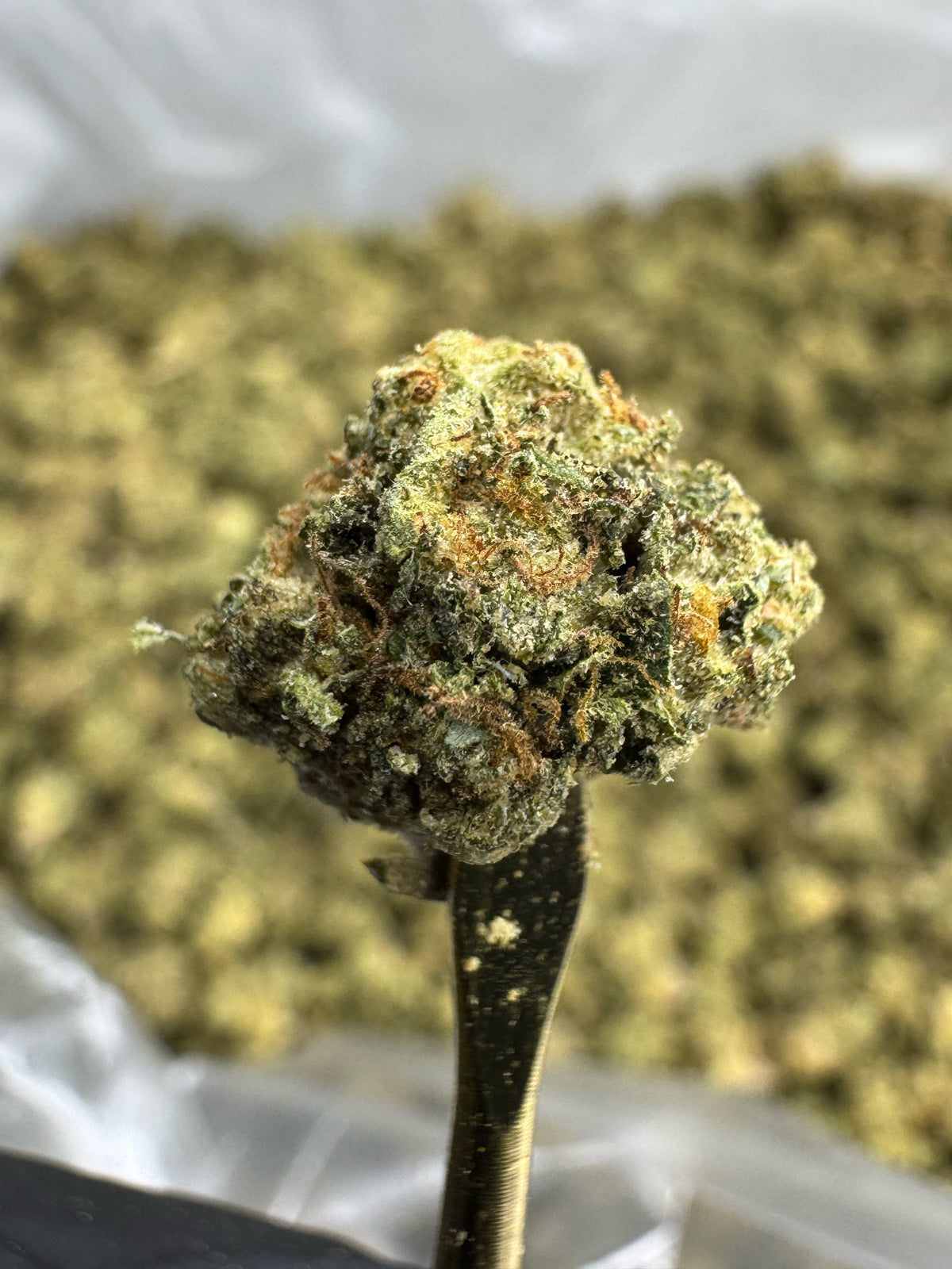 Gas Face - THCA Flower - Sungrown Gold Nuggets