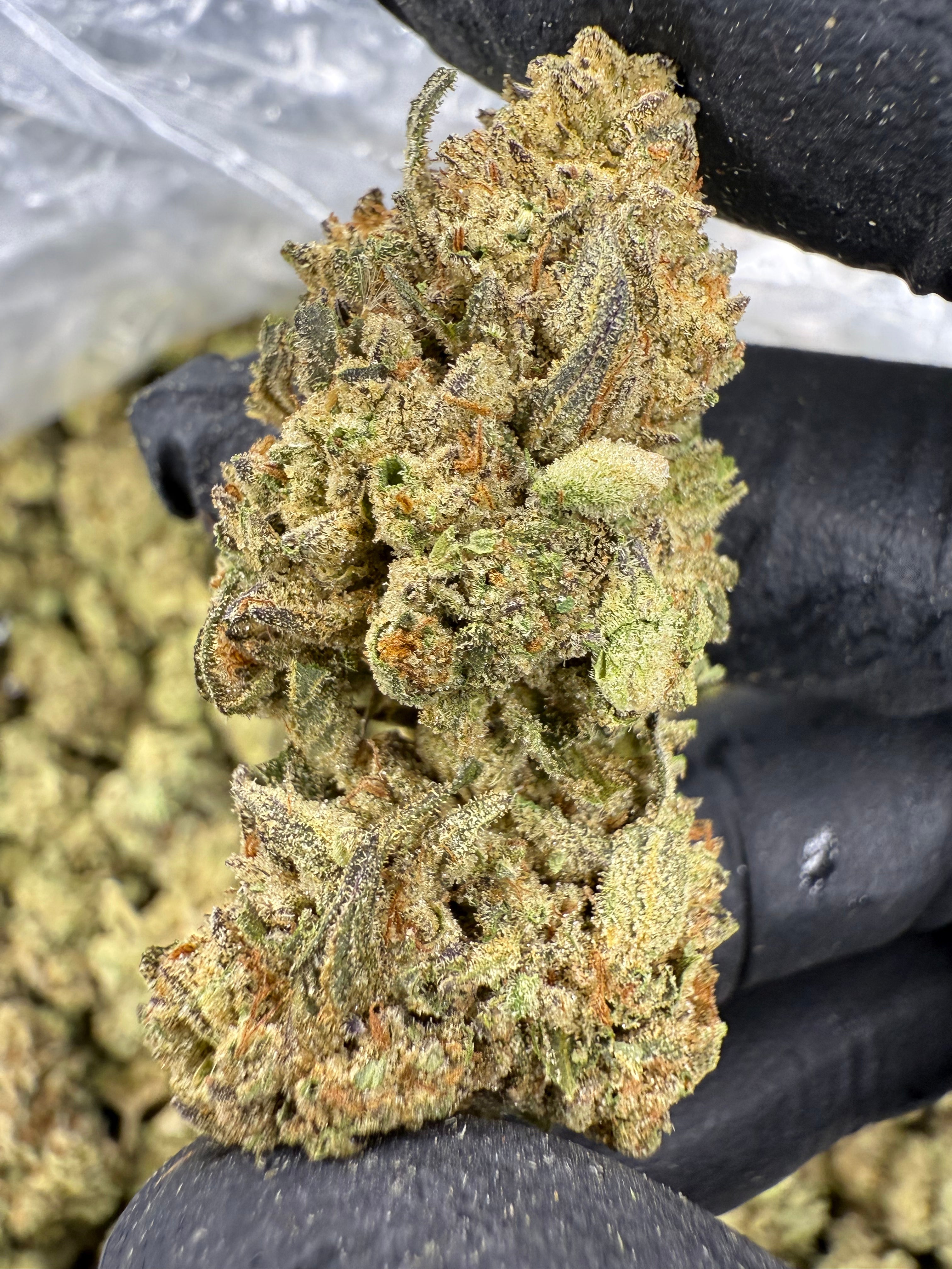Gelato King - THCA BULK Flower - Sungrown
