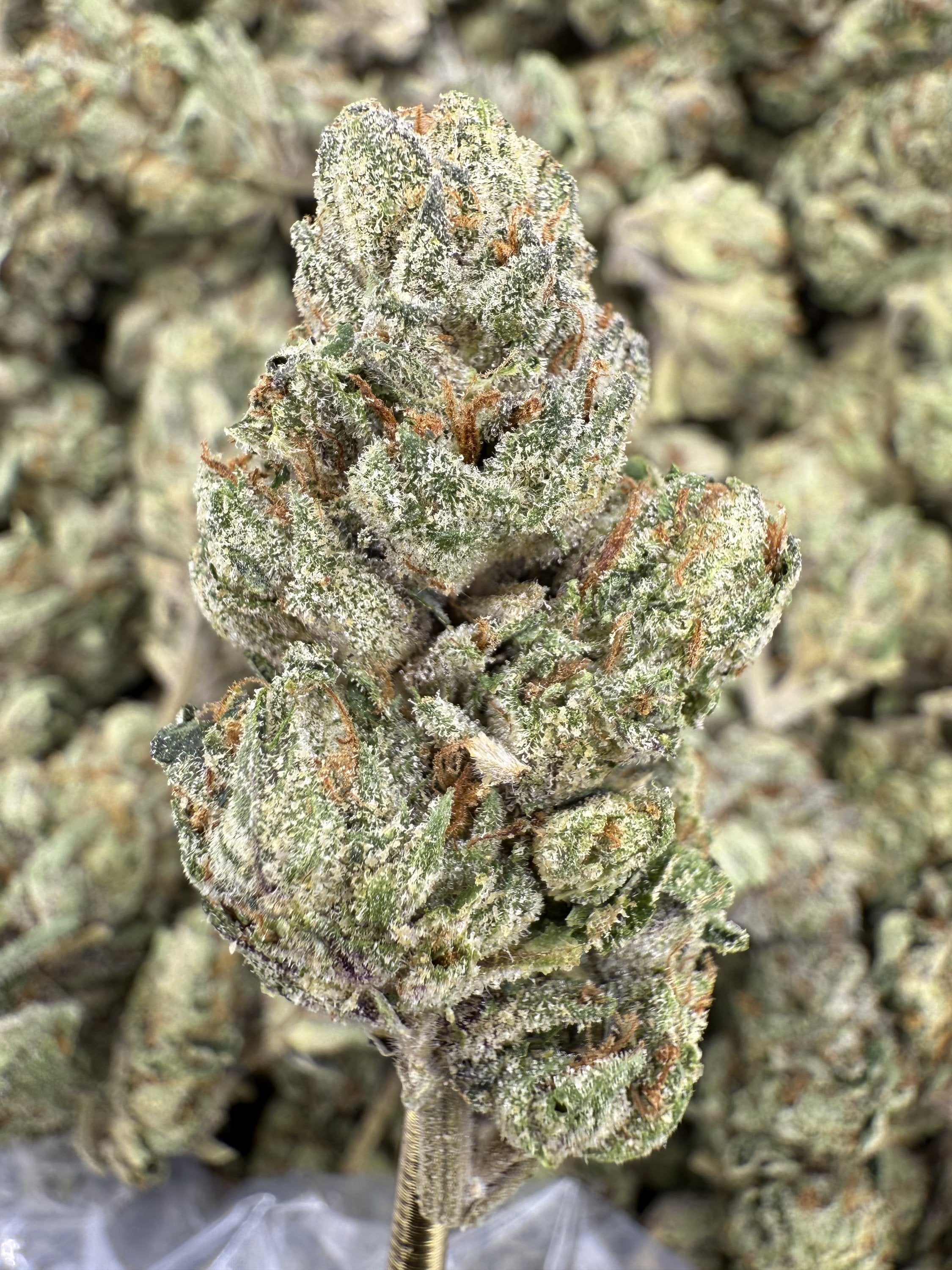 Gelato 41 - THCA BULK Flower - Greenhouse