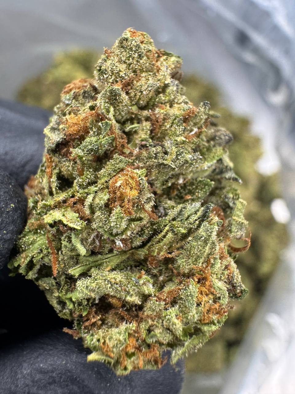 Gelato 41 - THCA BULK FLOWER - CLASSIC RESERVE