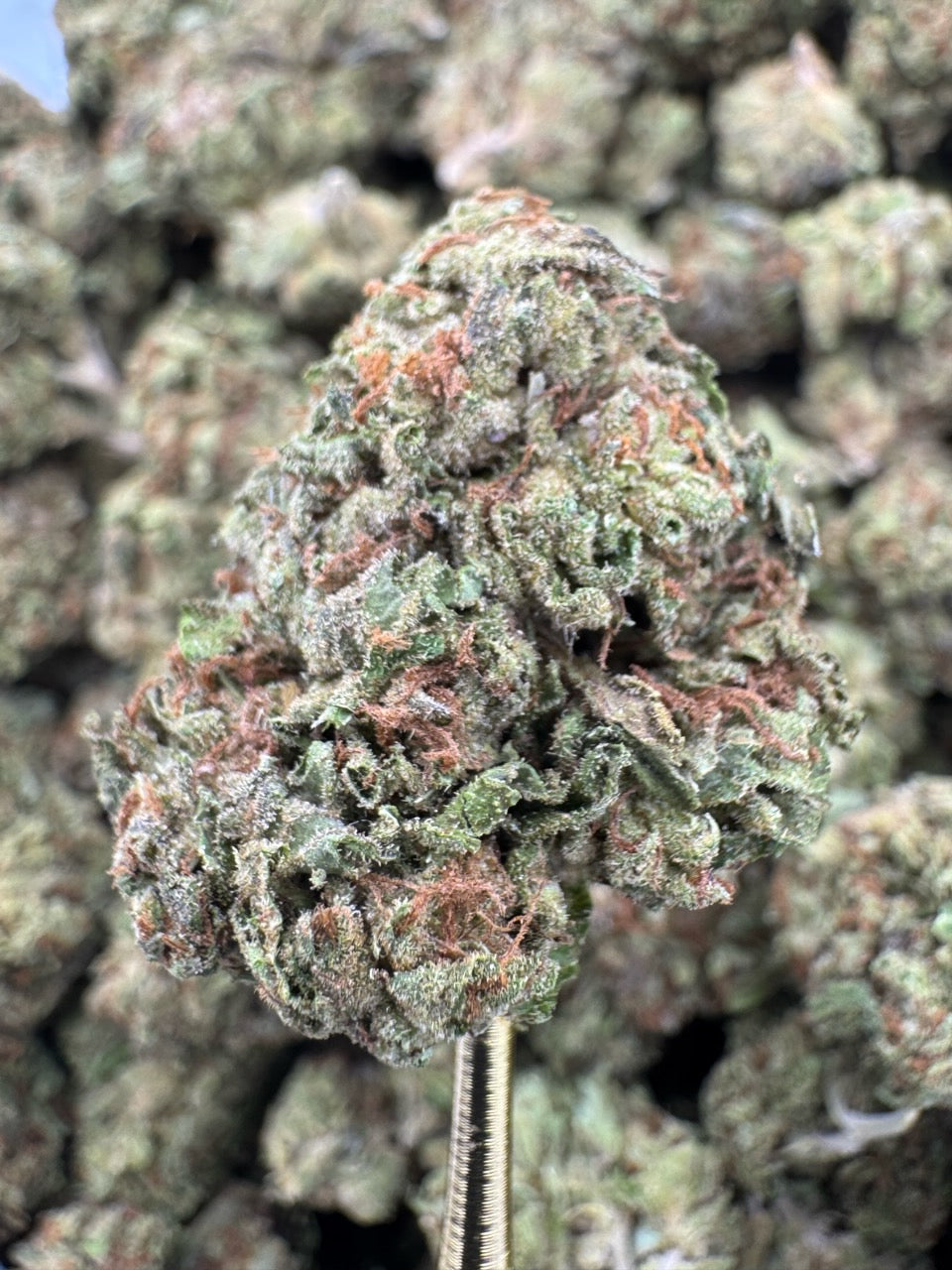 Gelato 41 - THCA BULK Flower - Sungrown